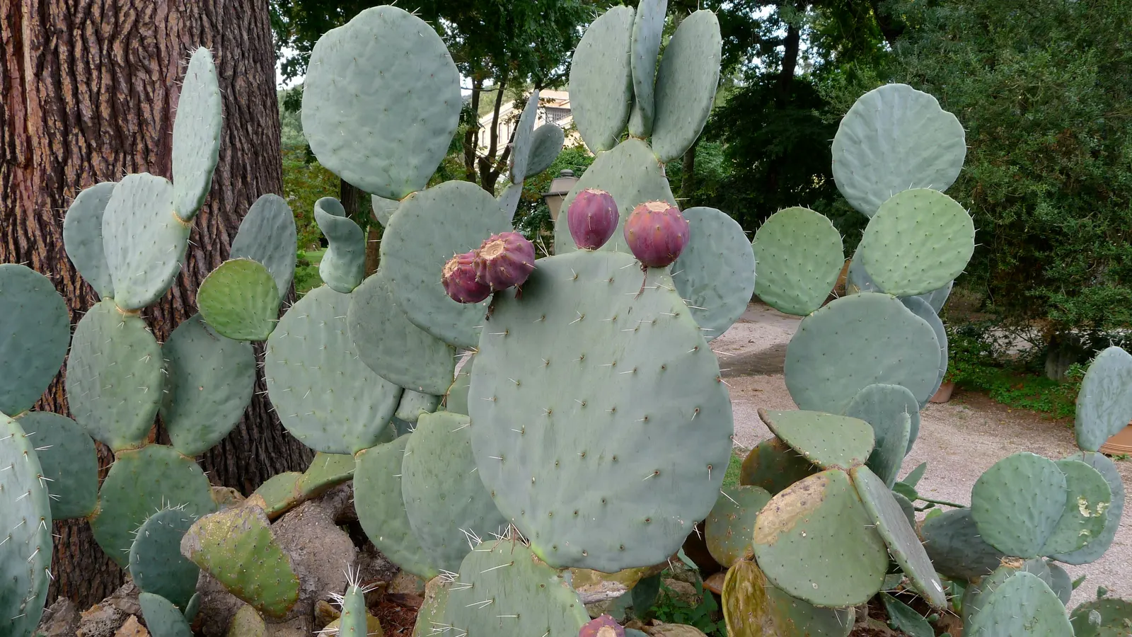 Giant Prickly Pear (Opuntia Robusta) — cactus / succulent with yellow blooms