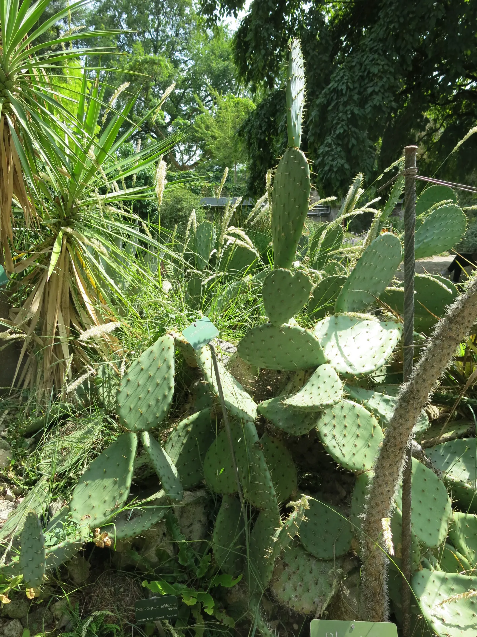 Giant Prickly Pear (Opuntia Robusta) — cactus / succulent for full
