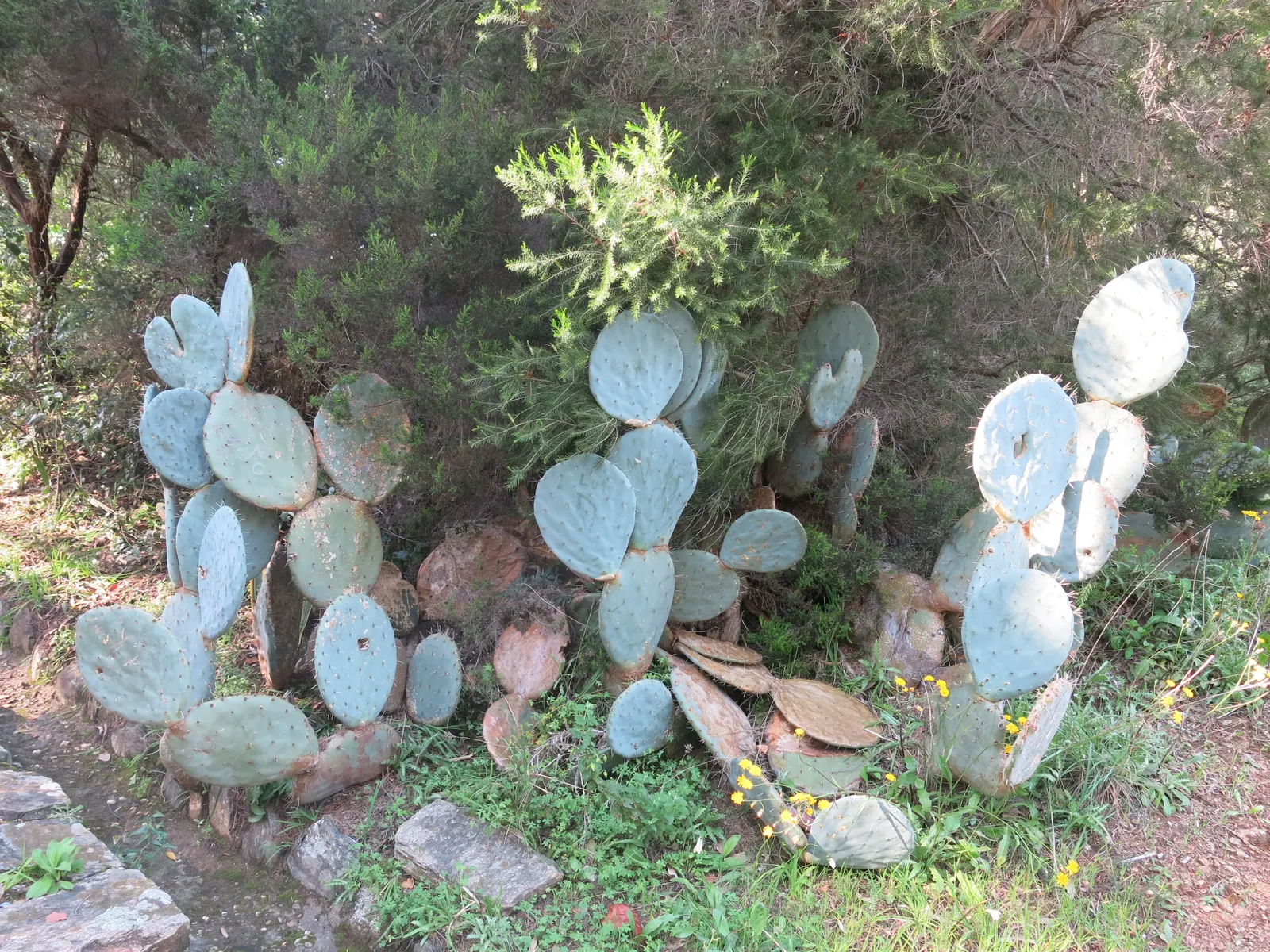 Giant Prickly Pear (Opuntia Robusta) — or Silver Dollar Giant Prickly Pear Cactus