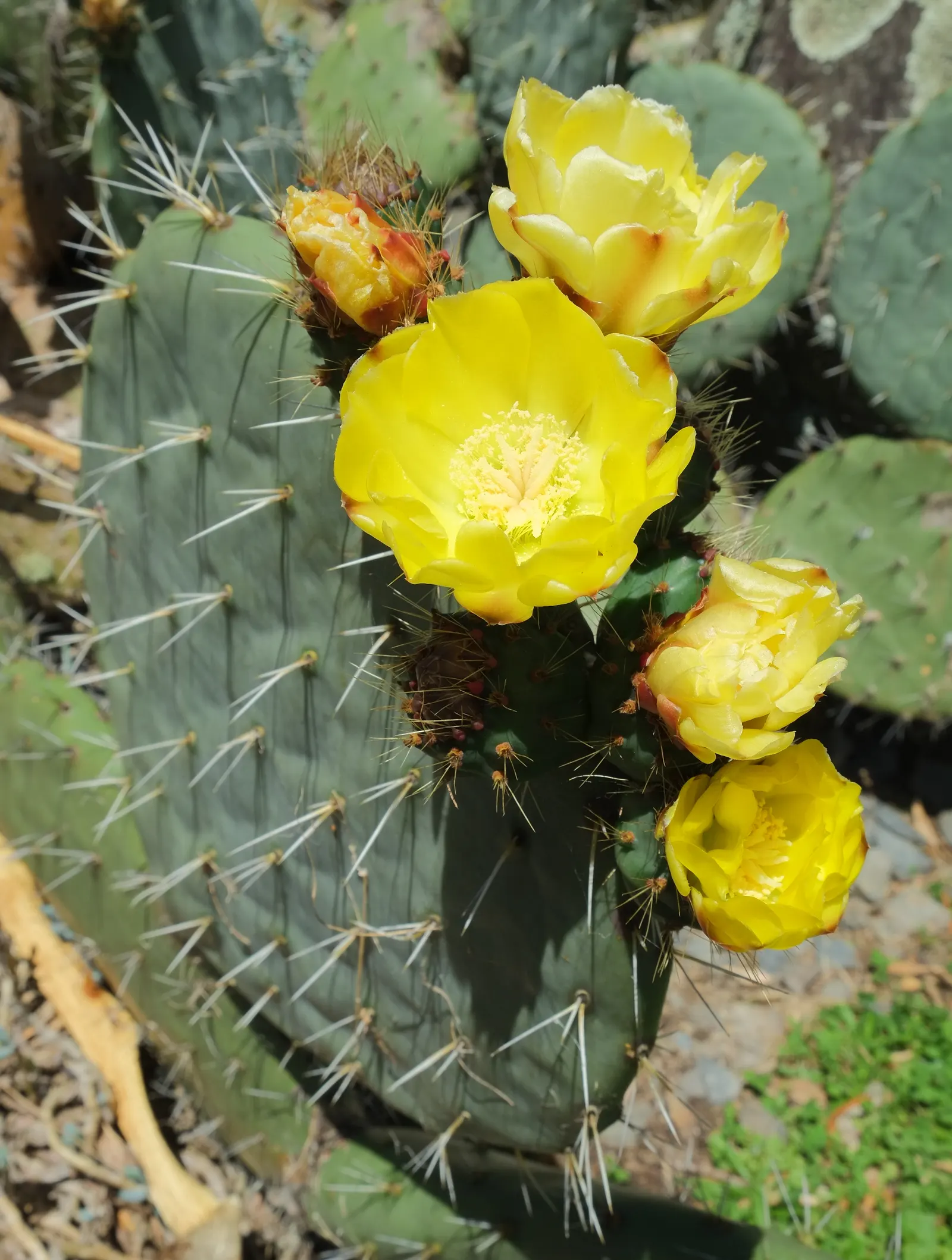Giant Prickly Pear (Opuntia Robusta) — producing showy yellow flowers that mature into purple fruits