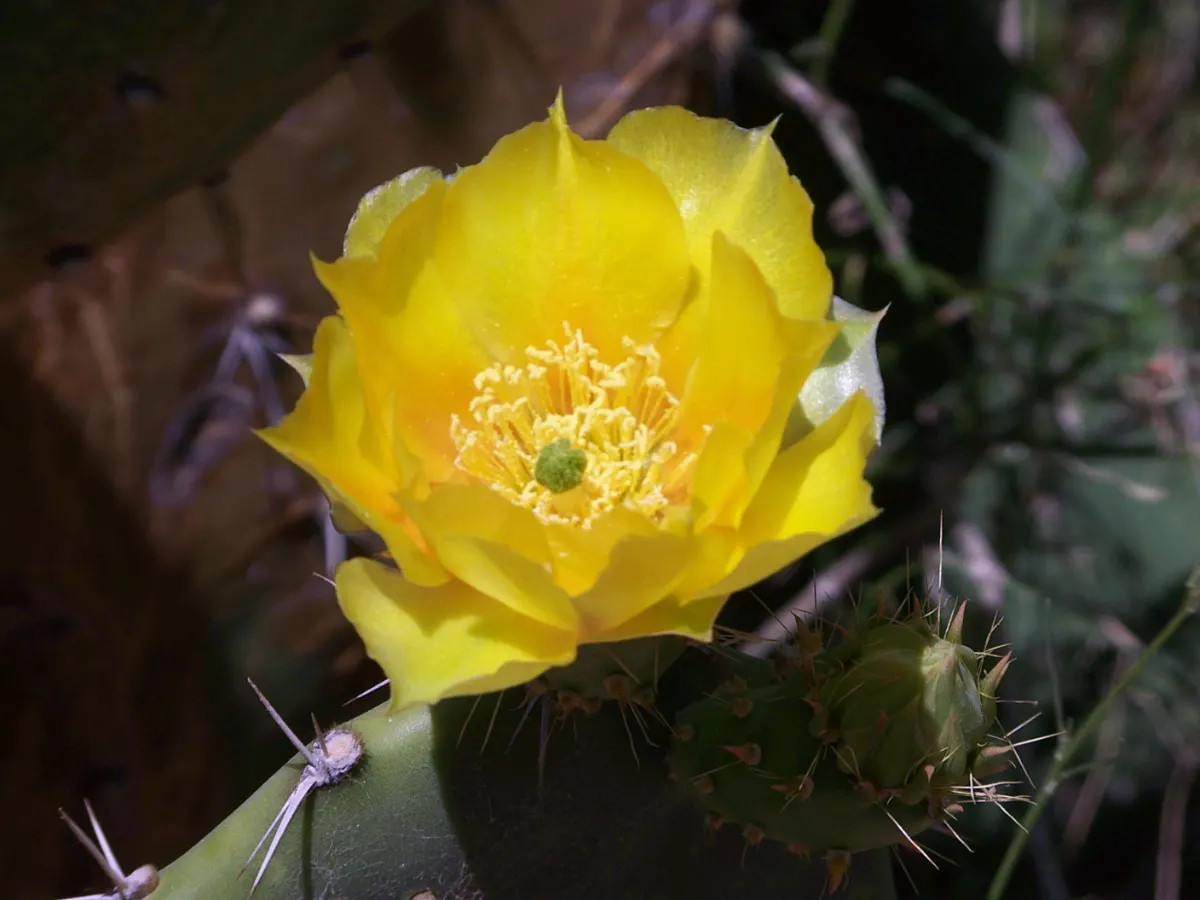 Giant Prickly Pear (Opuntia Robusta) — or Silver Dollar Giant Prickly Pear Cactus; plant in well-draining soil and full sun, spaced 4-5 feet apart