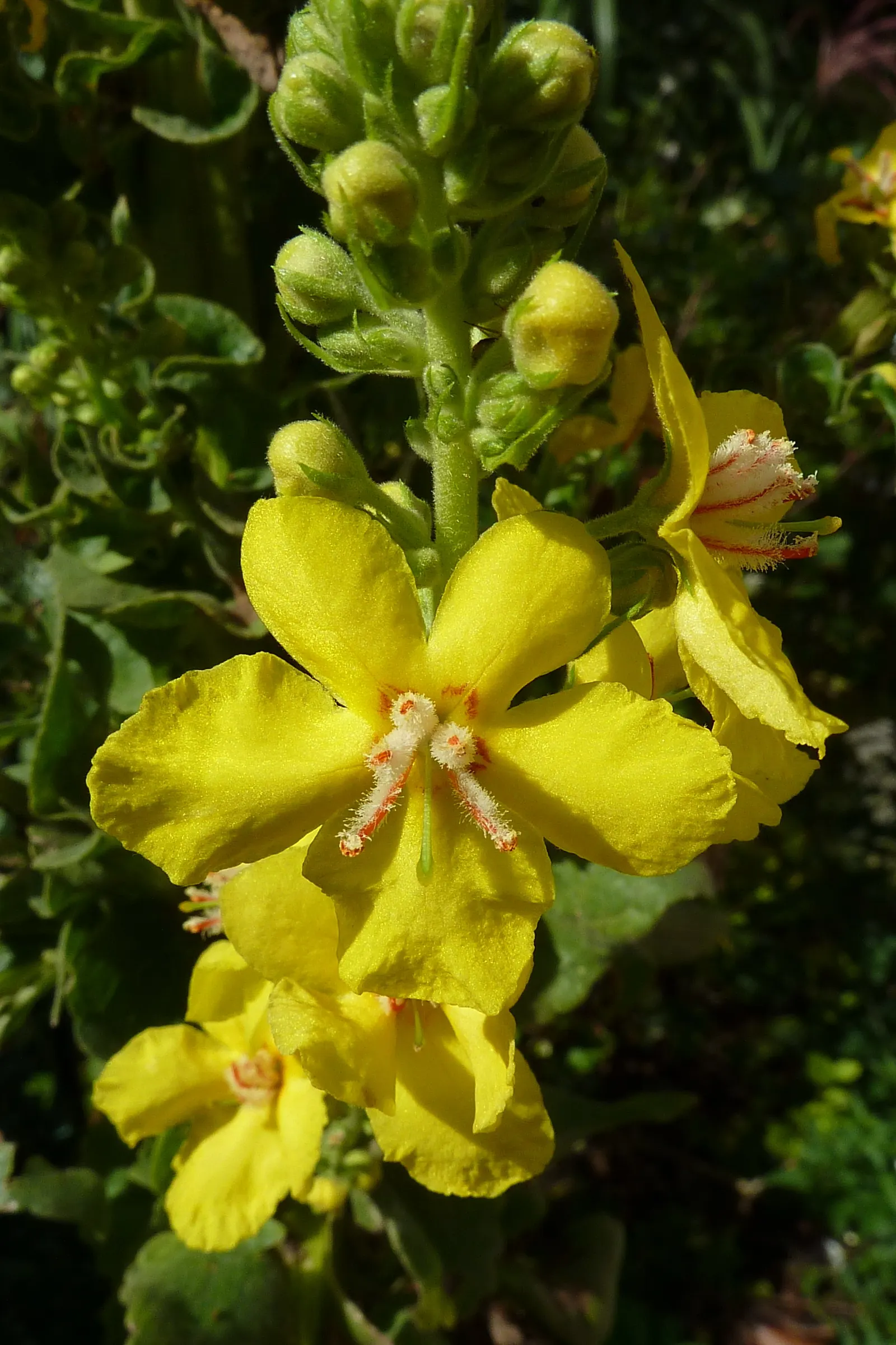 Grecian Mullein (Verbascum Olympicum) — Deer-resistant, it attracts pollinators, adding height and drama to Mediterranean or gravel gardens