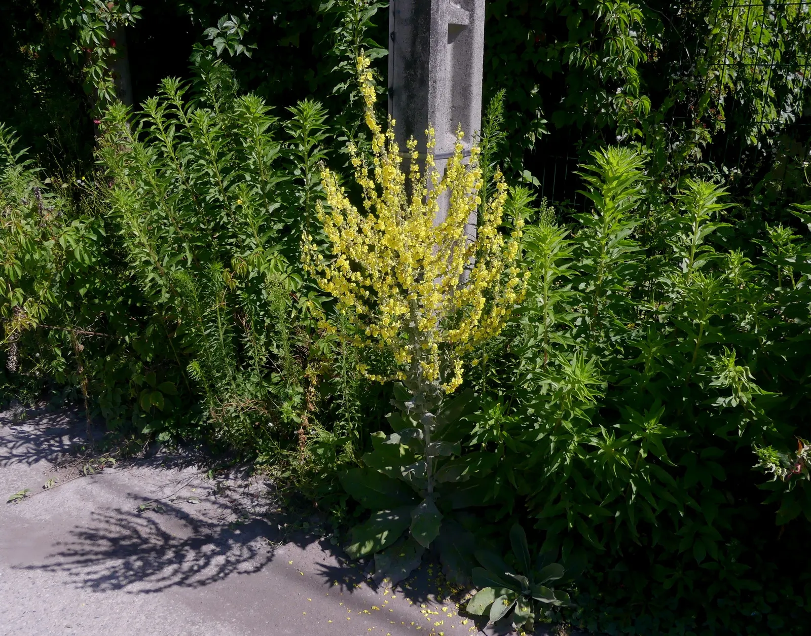 Grecian Mullein (Verbascum Olympicum) — Predominantly found in the Mediterranean regions