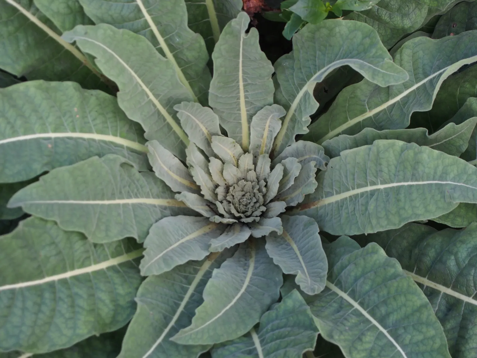 Grecian Mullein (Verbascum Olympicum) — which are attracted to their abundant nectar.<br><br>Foliage is equally impressive