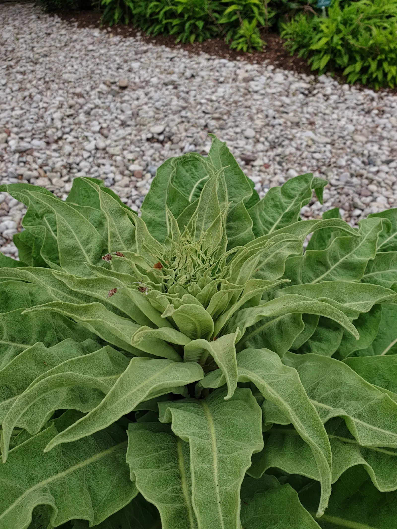 Grecian Mullein (Verbascum Olympicum) — providing year-round interest