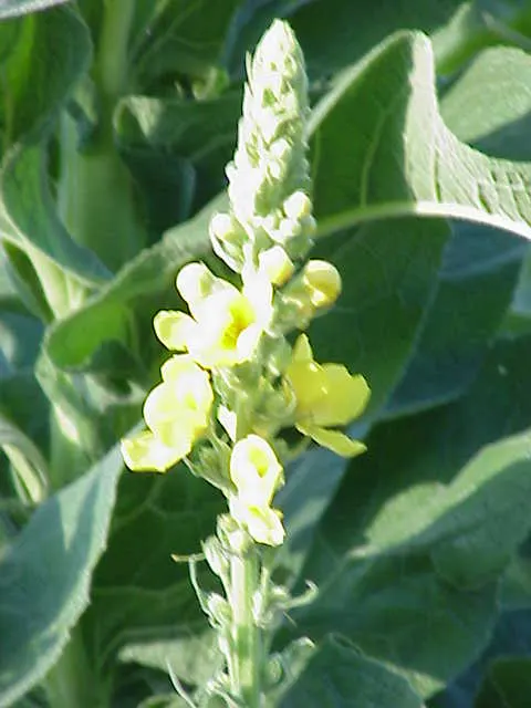 Grecian Mullein (Verbascum Olympicum) — typically reaching heights of 5 to 6 feet