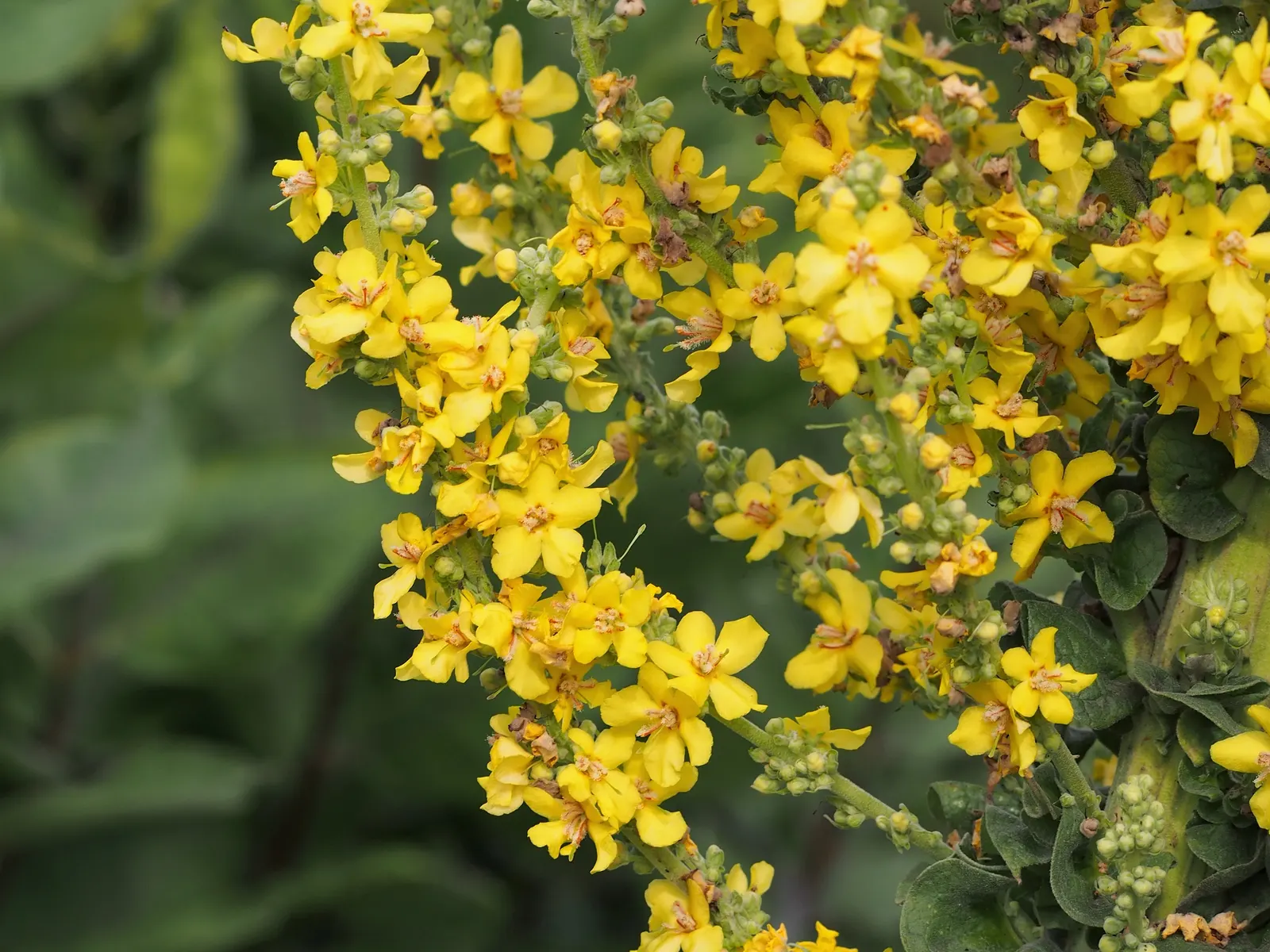 Grecian Mullein (Verbascum Olympicum) — These leaves are semi-evergreen
