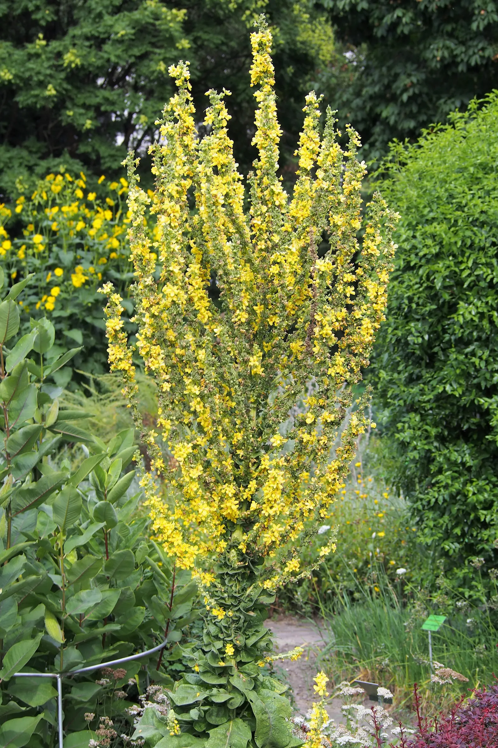 Grecian Mullein (Verbascum Olympicum) — and is abuzz with the activity of pollinators