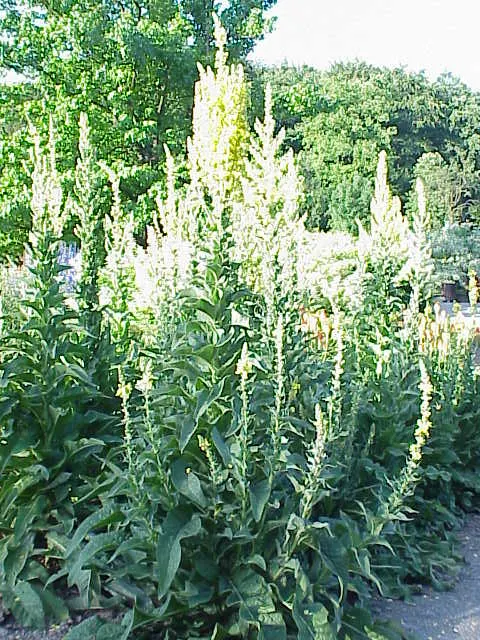 Grecian Mullein (Verbascum Olympicum) — An excellent focal point, it's drought-tolerant and prefers full sun