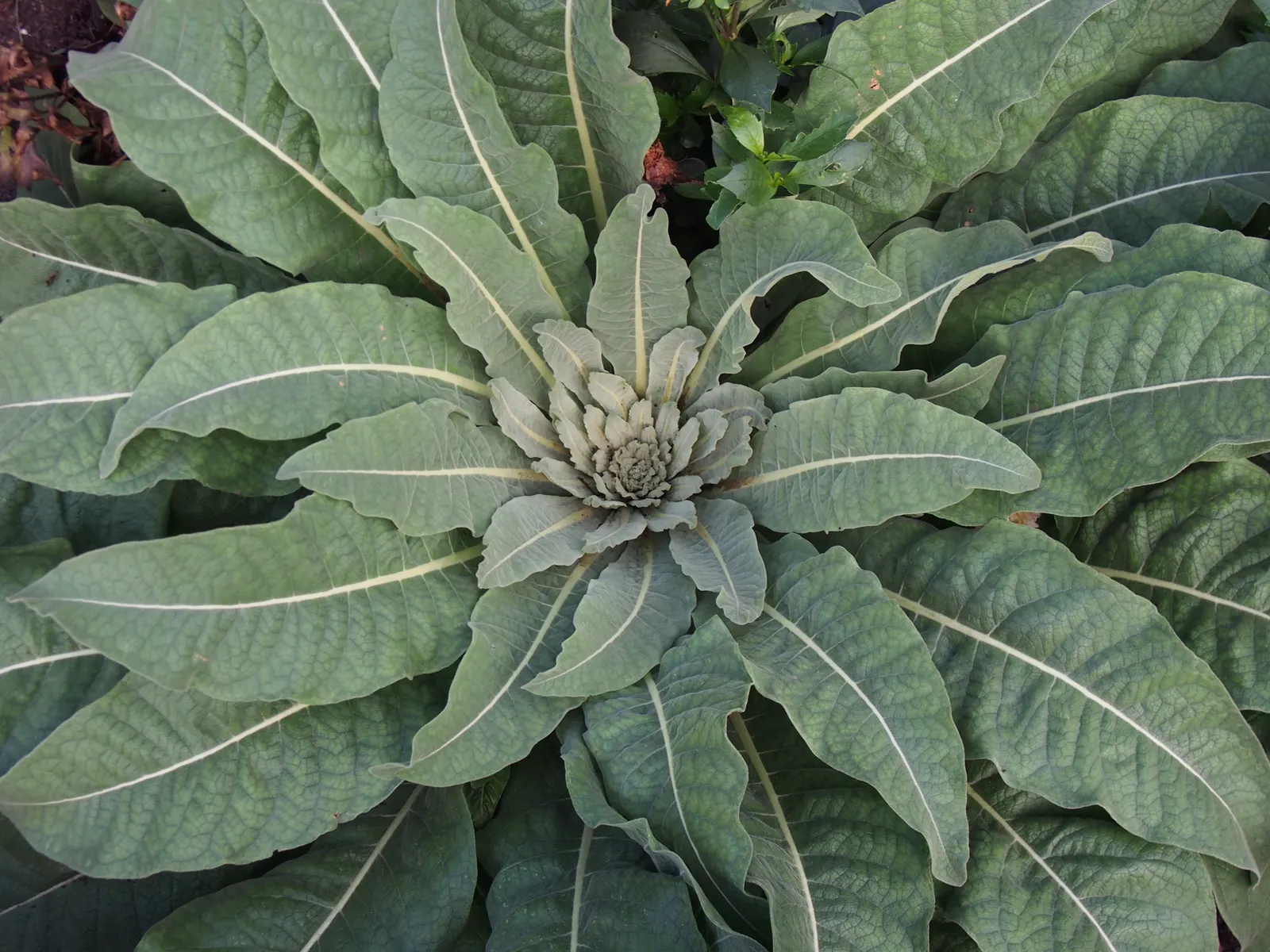 Grecian Mullein (Verbascum Olympicum) — felt-like leaves that form a basal rosette up to 12 inches in diameter in the first year