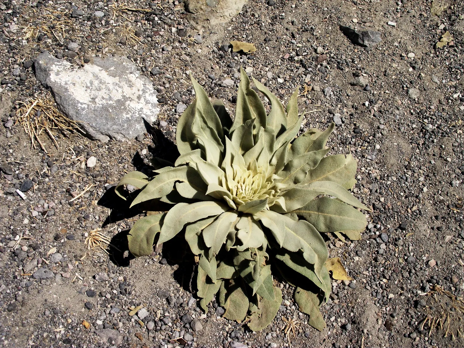 Grecian Mullein (Verbascum Olympicum) — The Grecian Mullein, Verbascum olympicum, thrives in well-drained soils, reaching up to 6-8 feet tall