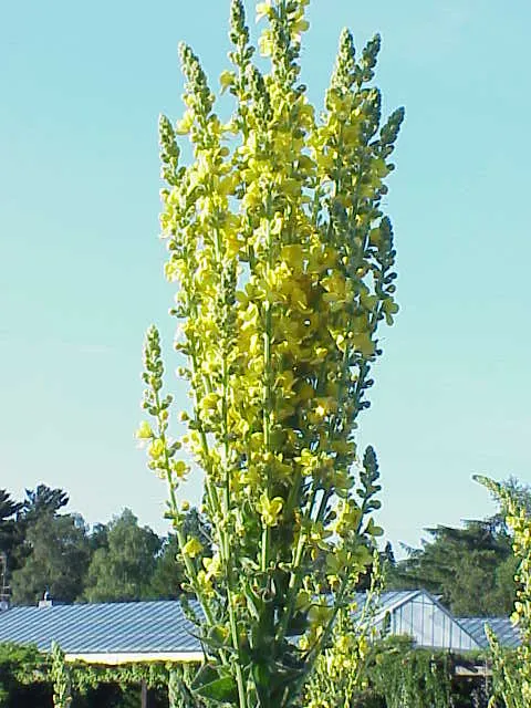 Grecian Mullein (Verbascum Olympicum) — Each flower spike can stretch up to 3 feet long