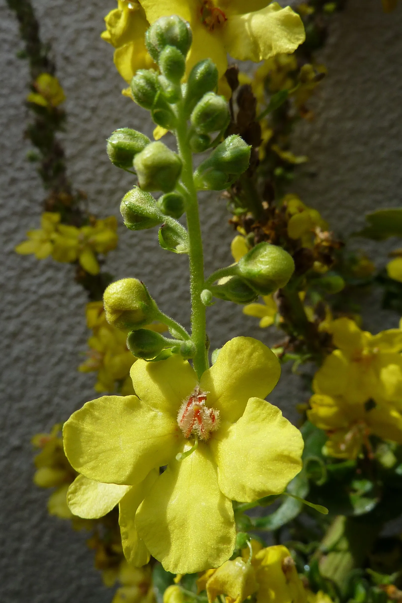 Grecian Mullein (Verbascum Olympicum) — scientifically known as Verbascum olympicum