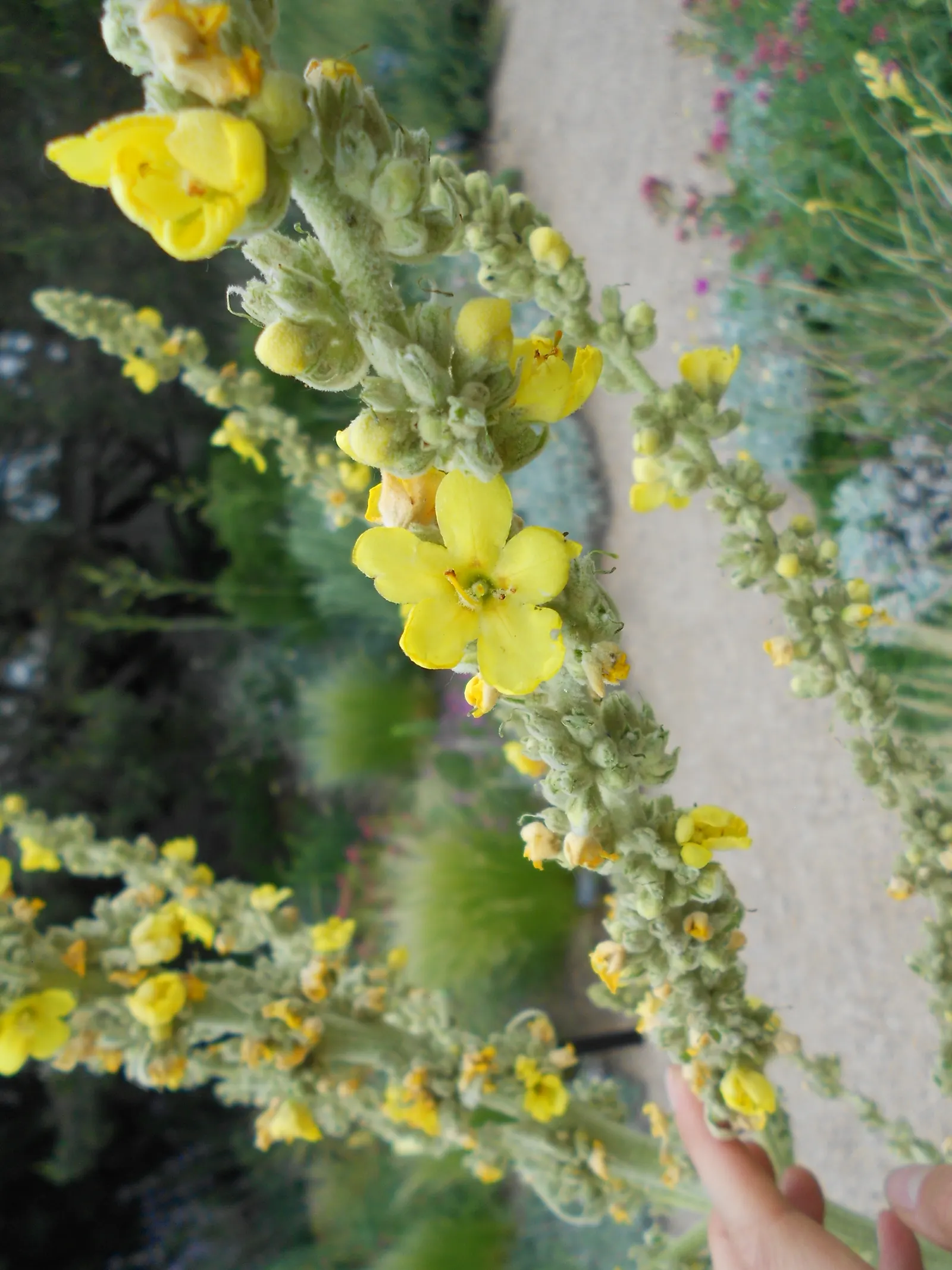 Grecian Mullein (Verbascum Olympicum) — towering spikes with yellow blooms in summer