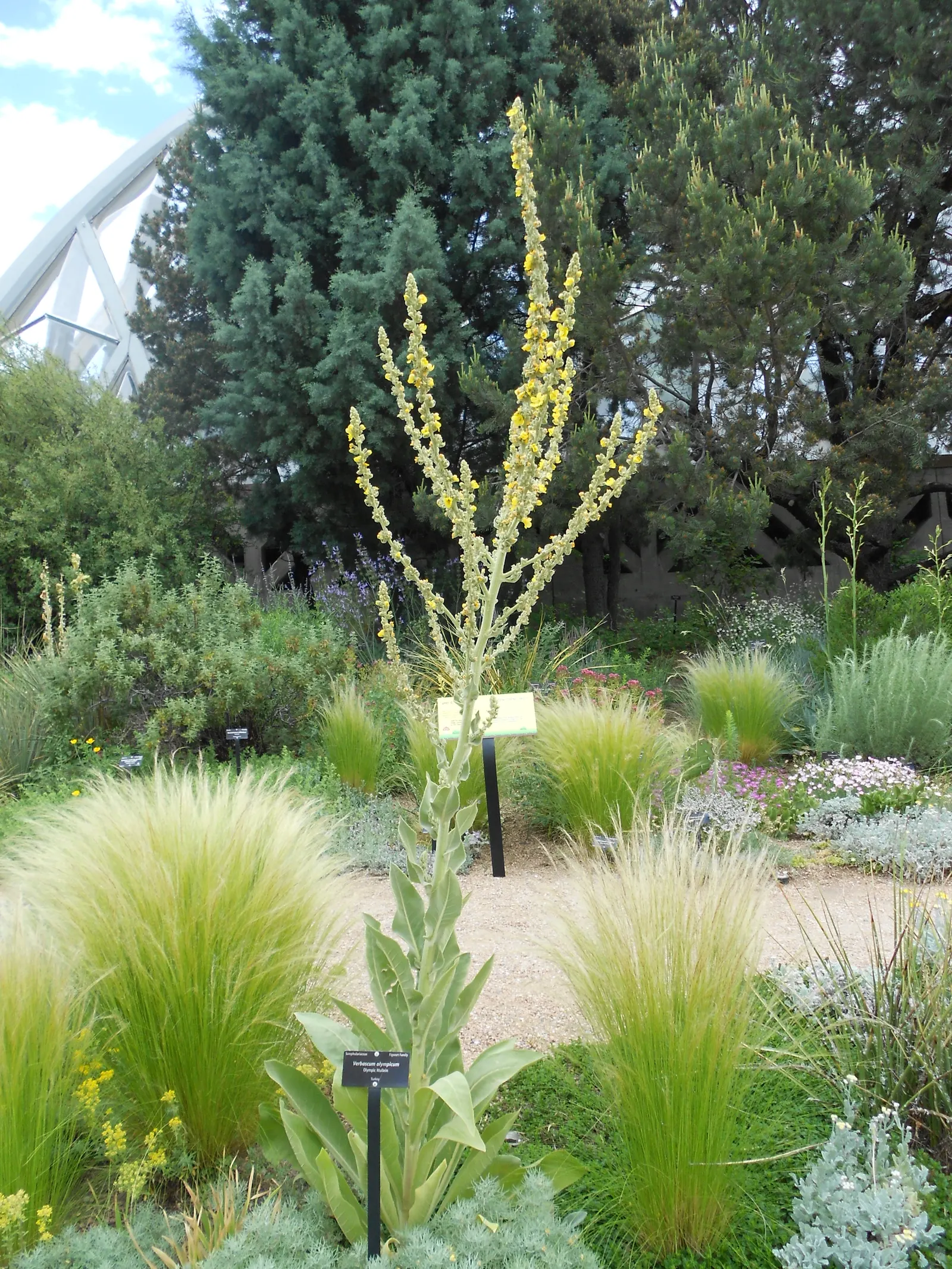 Grecian Mullein (Verbascum Olympicum) — this robust species boasts a stout and erect growth habit