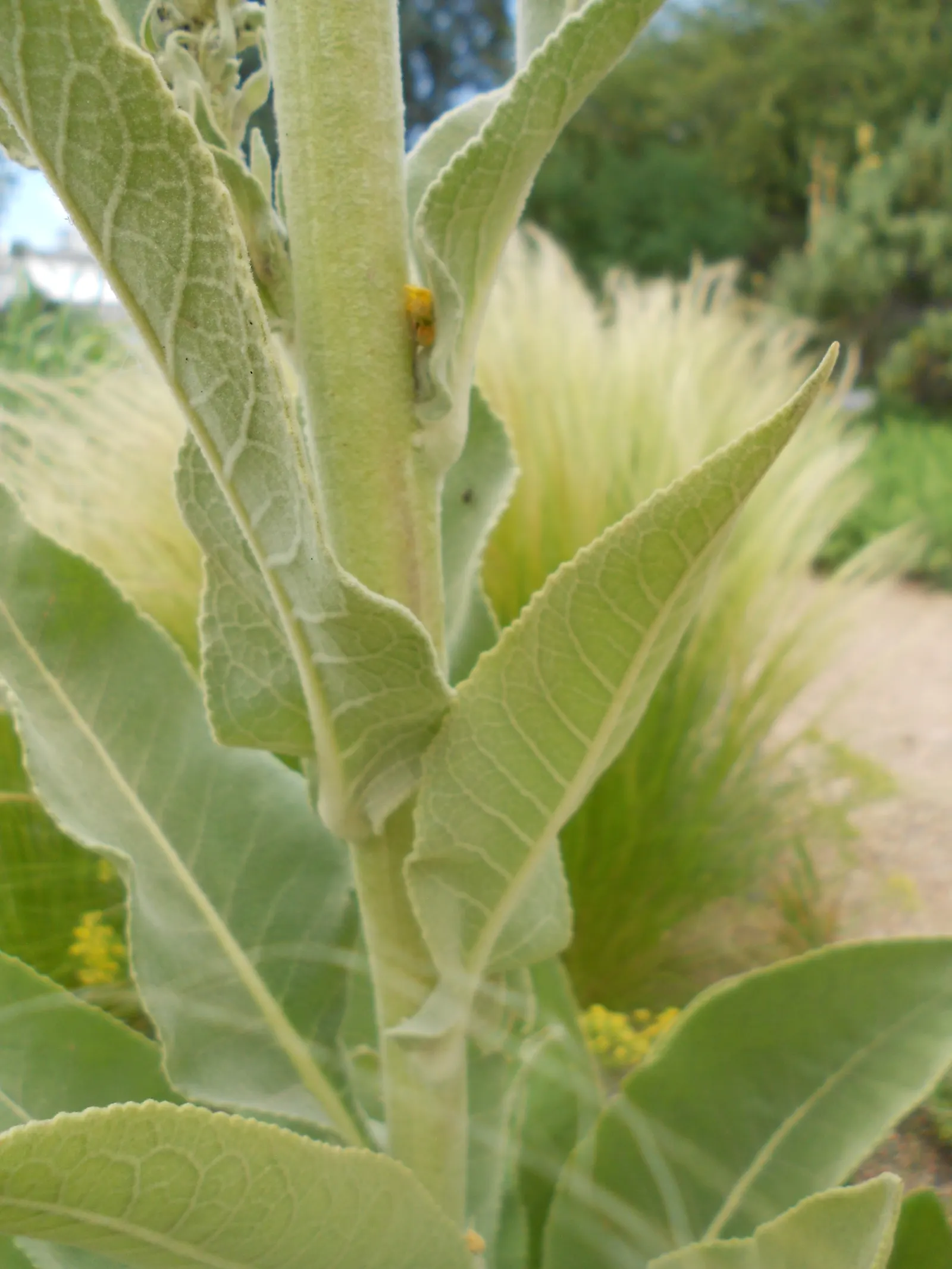 Grecian Mullein (Verbascum Olympicum) — These blooms burst forth in the second year after sowing, usually blooming from early to mid-summer