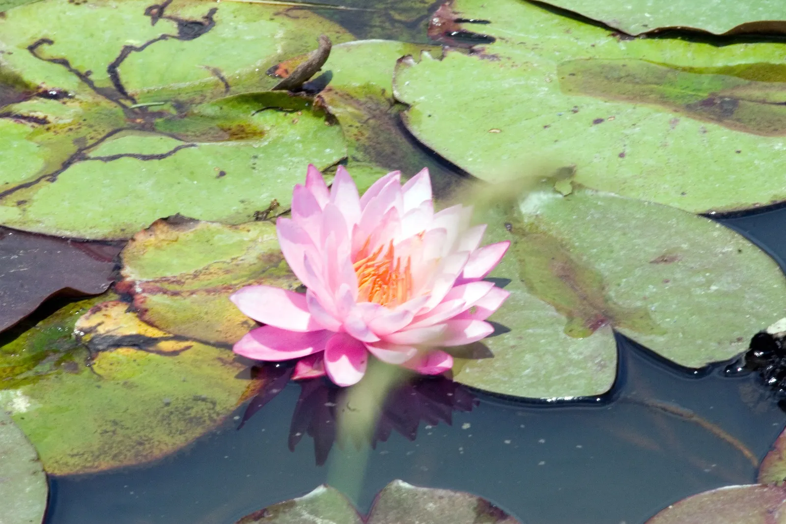 Mayla Hardy Water Lily (Nymphaea 'Mayla') — thriving in water depths of 1-2 ft
