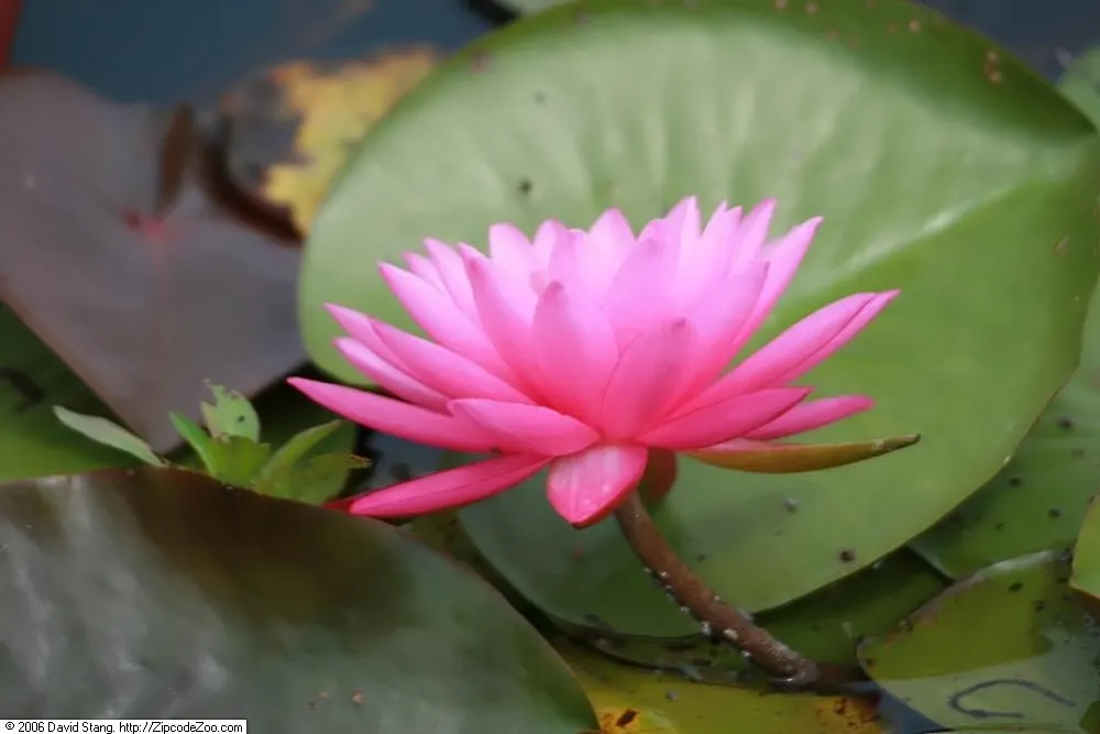 Mayla Hardy Water Lily (Nymphaea 'Mayla') — A captivating focal point, it also provides shade for fish