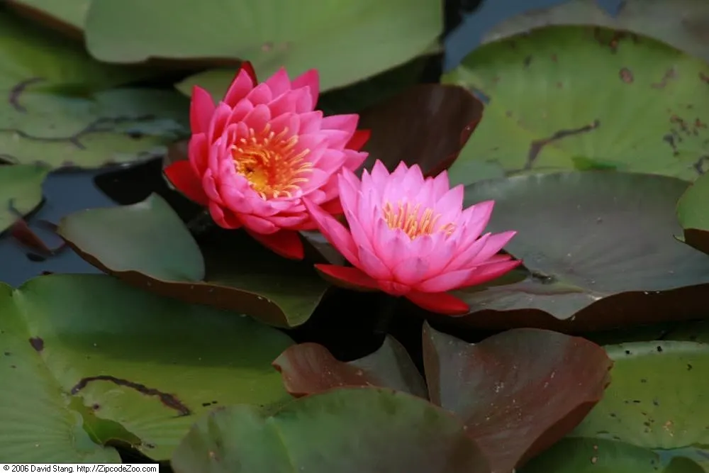 Mayla Hardy Water Lily (Nymphaea 'Mayla') — This aquatic perennial showcases flowers up to 6-8 inches across and lily pads that spread 12-14 inches