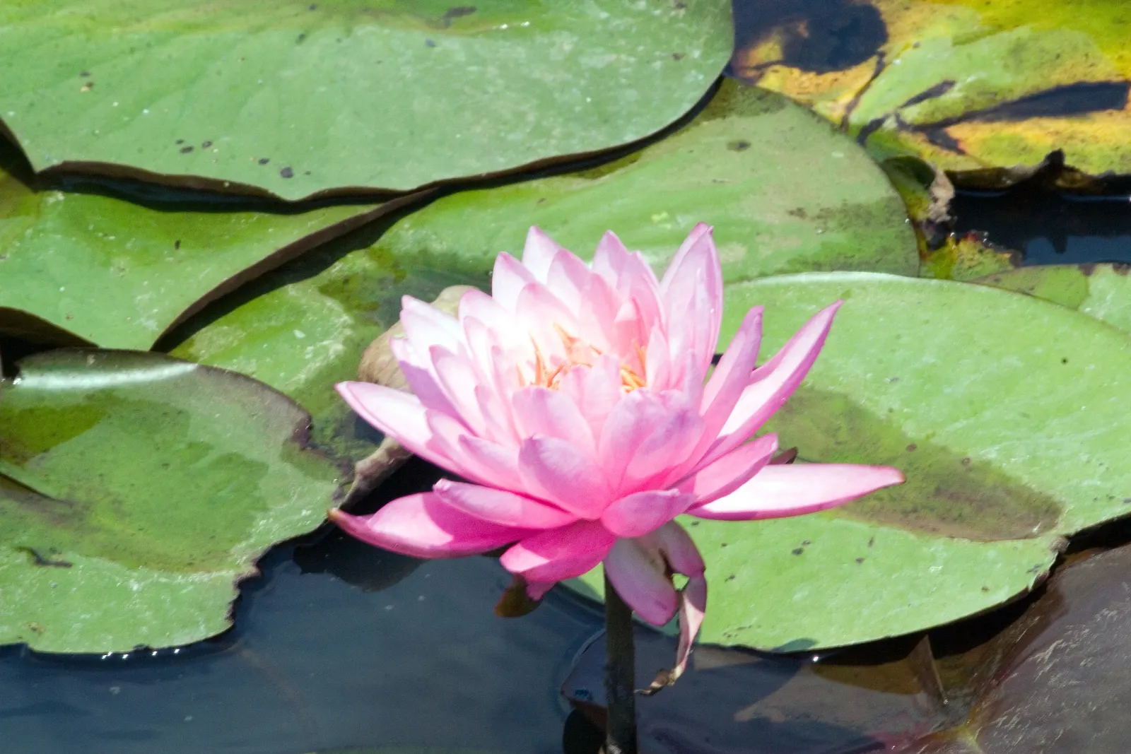 Mayla Hardy Water Lily (Nymphaea 'Mayla') — commonly referred to as the Mayla Hardy Water Lily