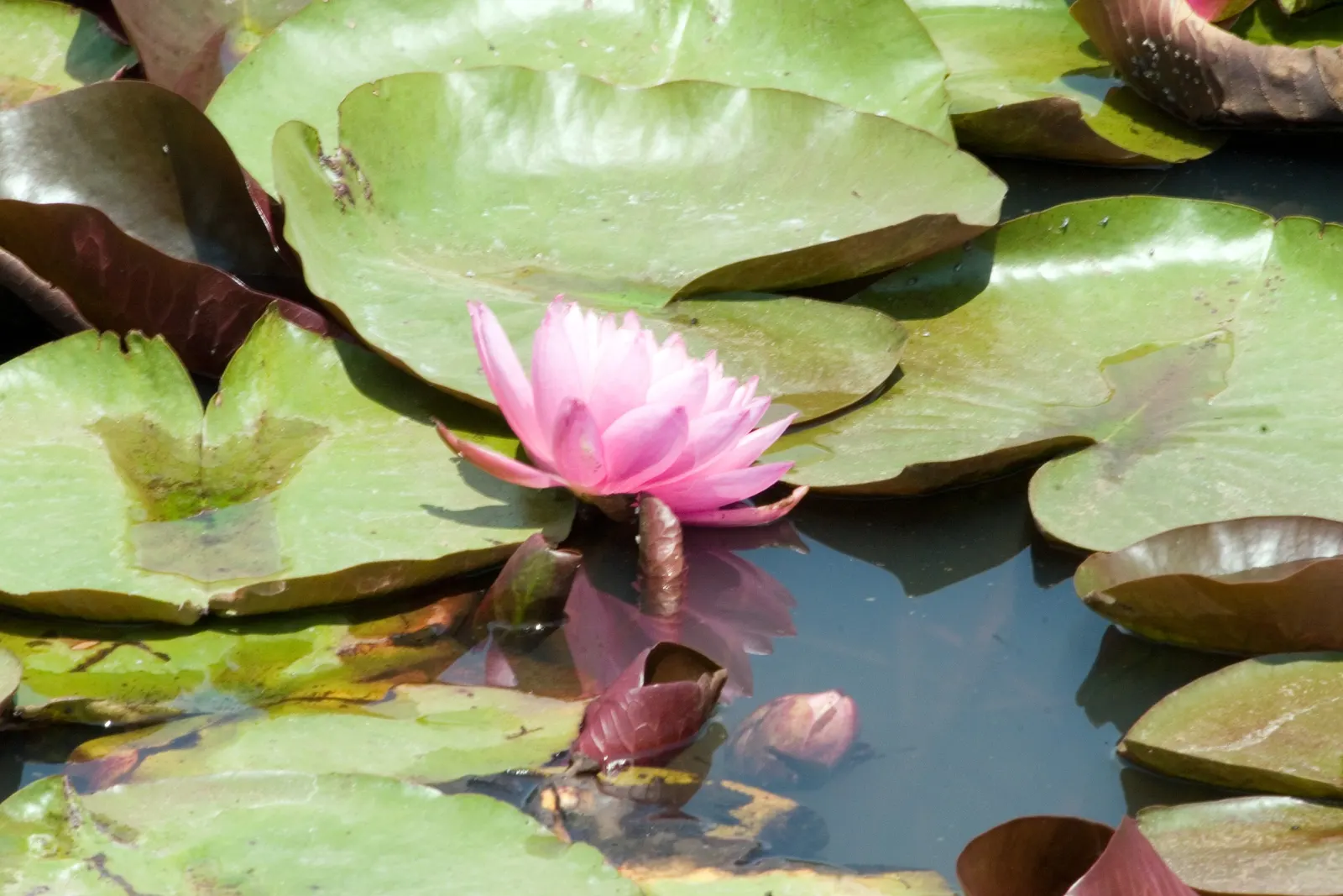 Mayla Hardy Water Lily (Nymphaea 'Mayla') — is renowned for its vibrant fuchsia blooms that grace ponds from late spring to early fall