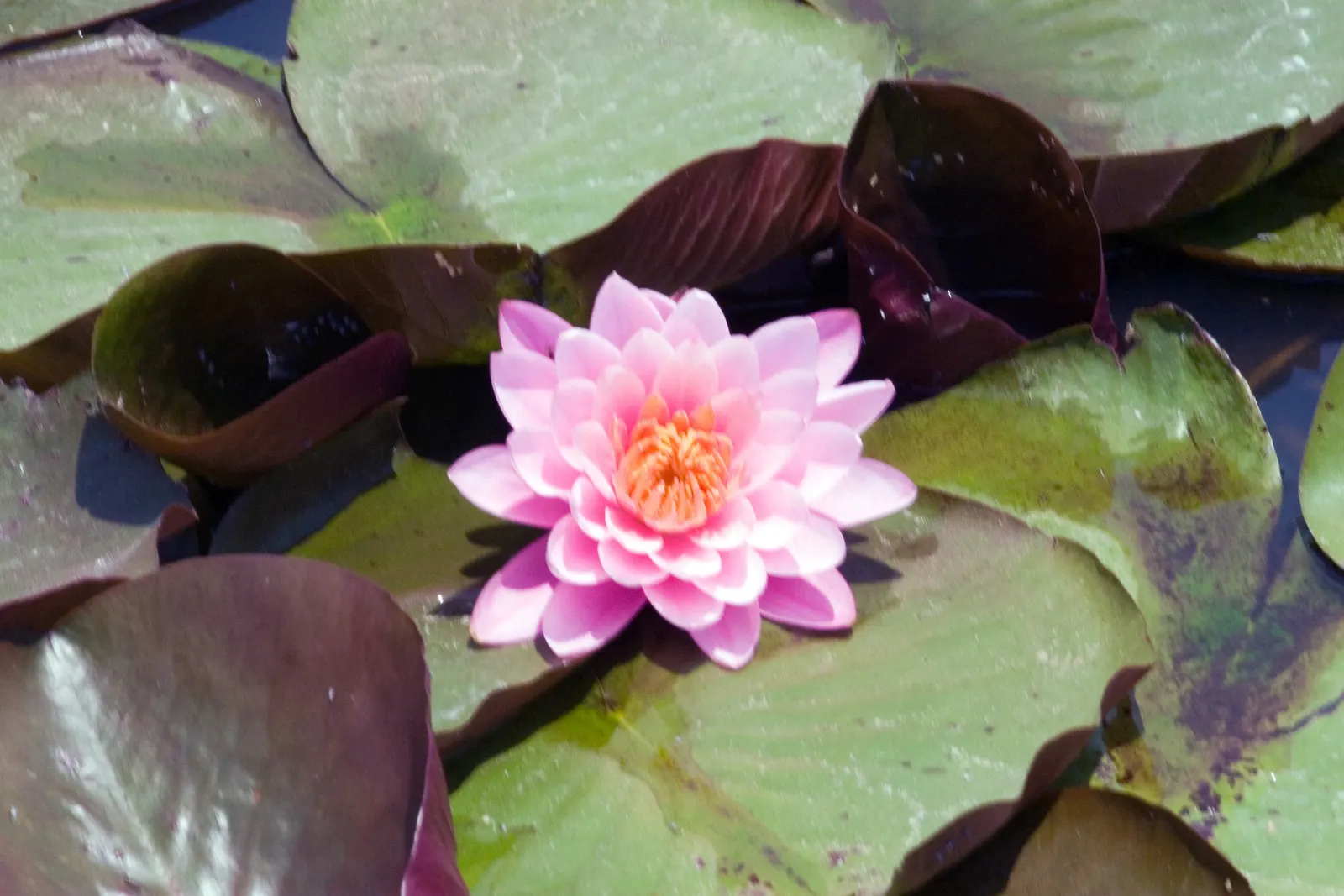 Mayla Hardy Water Lily (Nymphaea 'Mayla') — Ideal for zones 4-11, it prefers full sun to partial shade