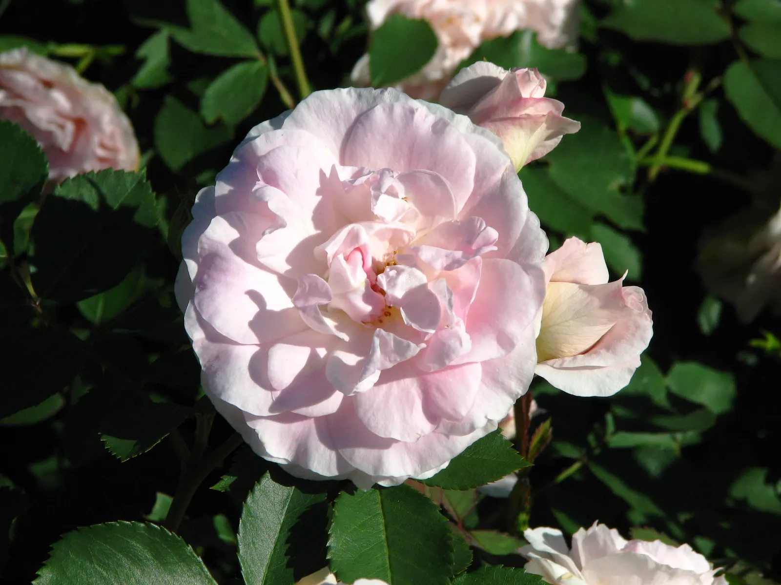 Morden Blush Rose (Rosa X 'Morden Blush') — The Rosa x 'Morden Blush' is a charming and resilient shrub rose