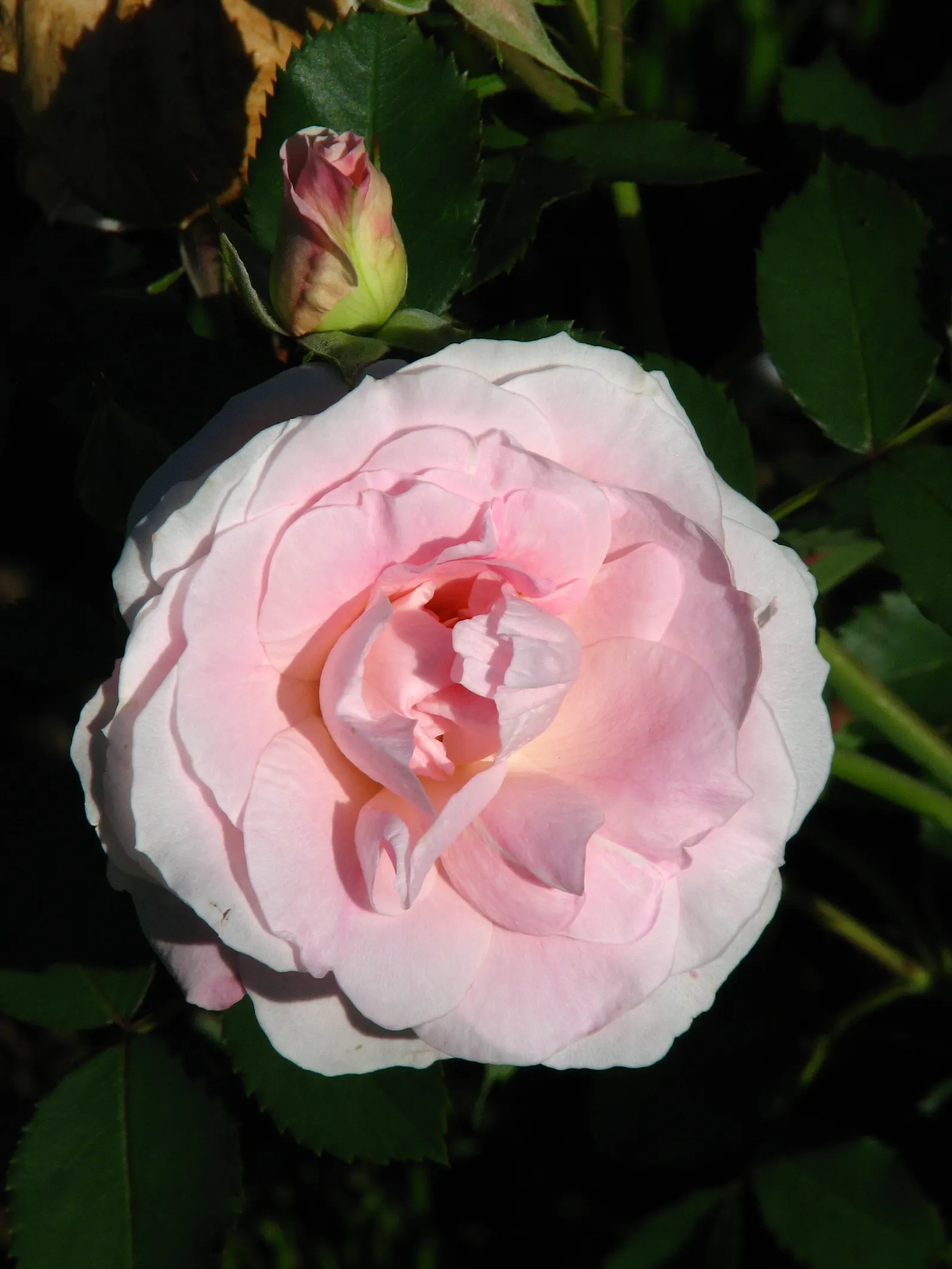 Morden Blush Rose (Rosa X 'Morden Blush') — With a mature size of roughly 2 to 3 feet in height and a similar spread