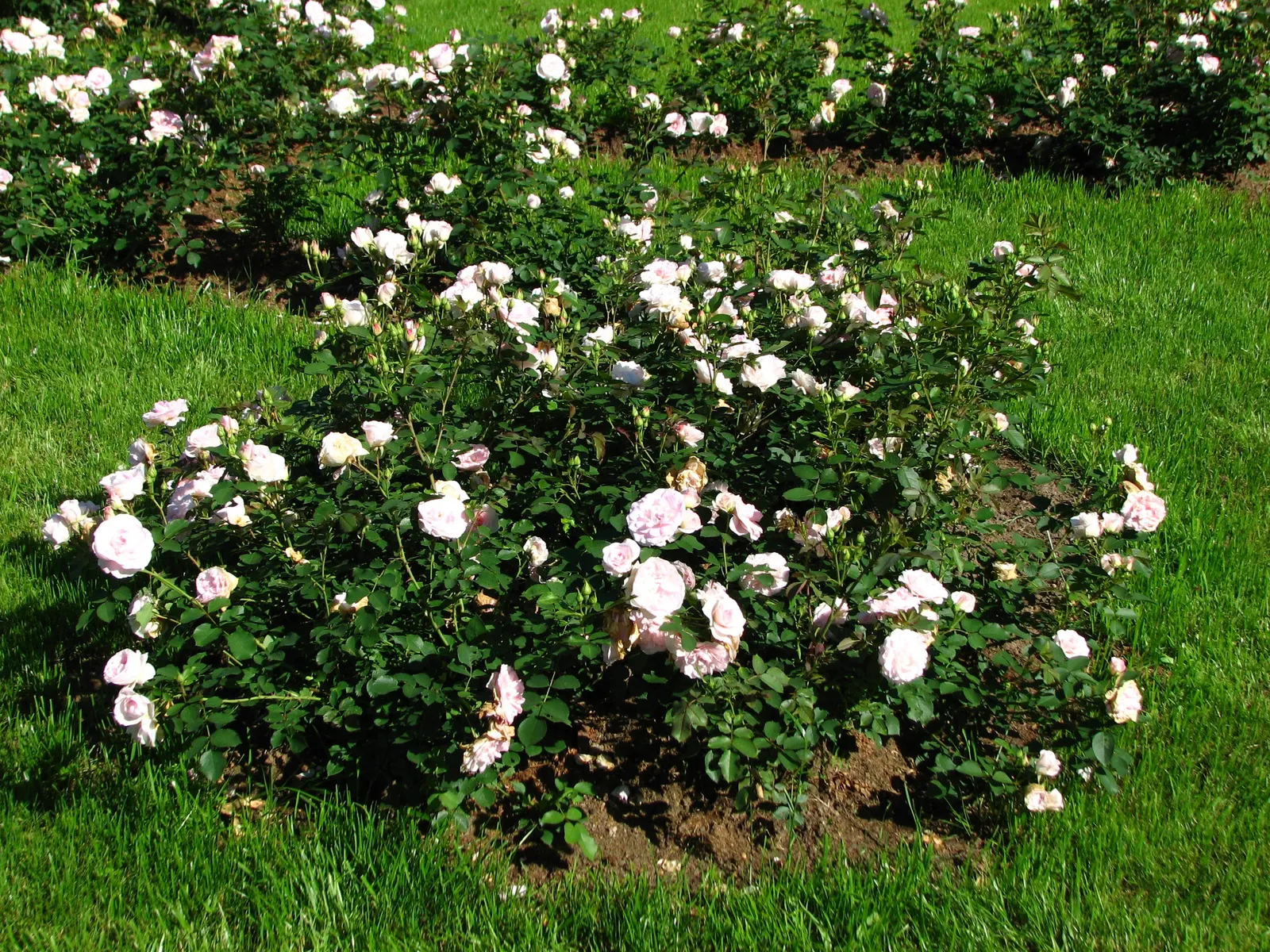 Morden Blush Rose (Rosa X 'Morden Blush') — Blooming occurs from late spring until the first hard frost