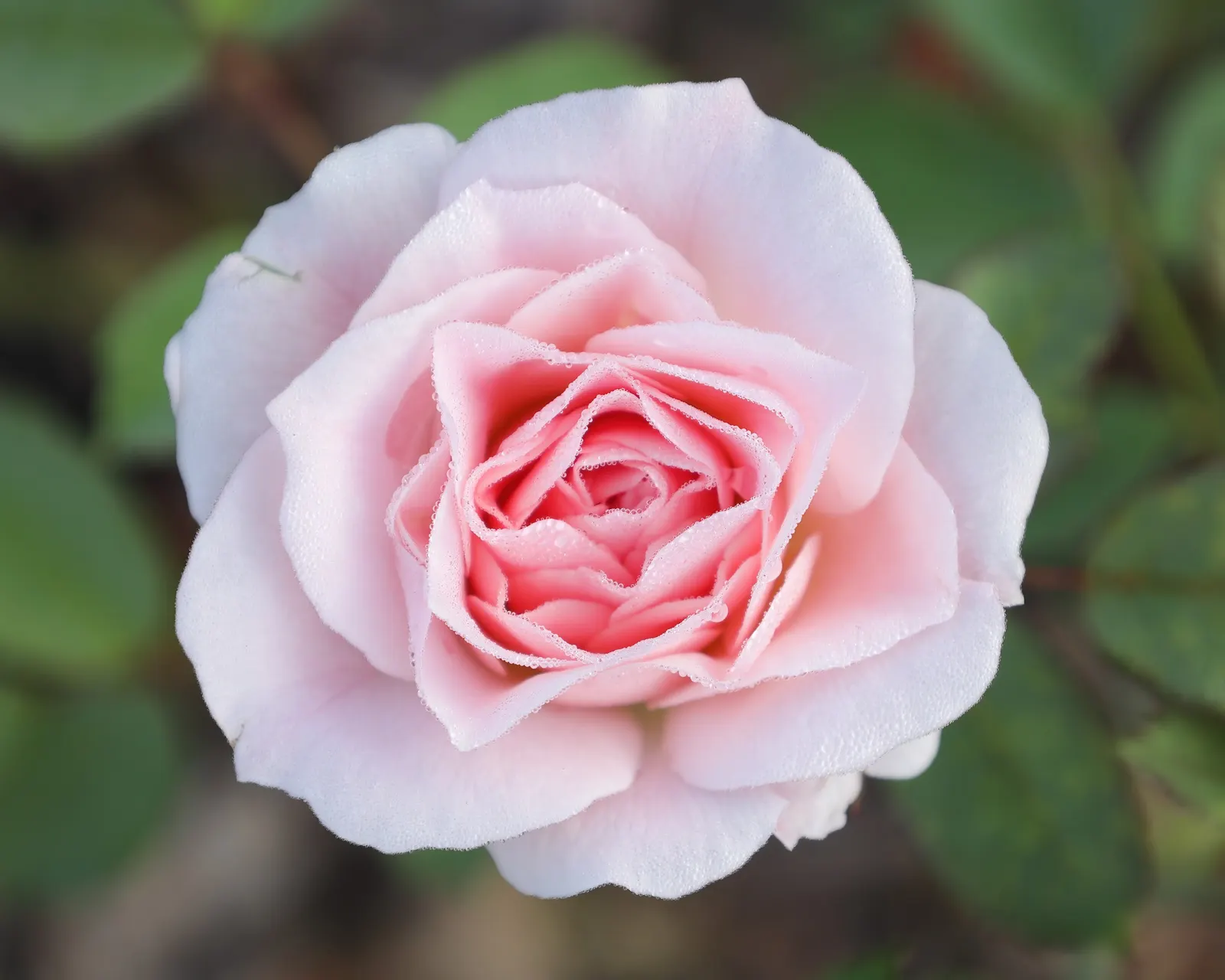Morden Blush Rose (Rosa X 'Morden Blush') — offering a generous season of interest.<br><br>This hardy rose was developed in Canada