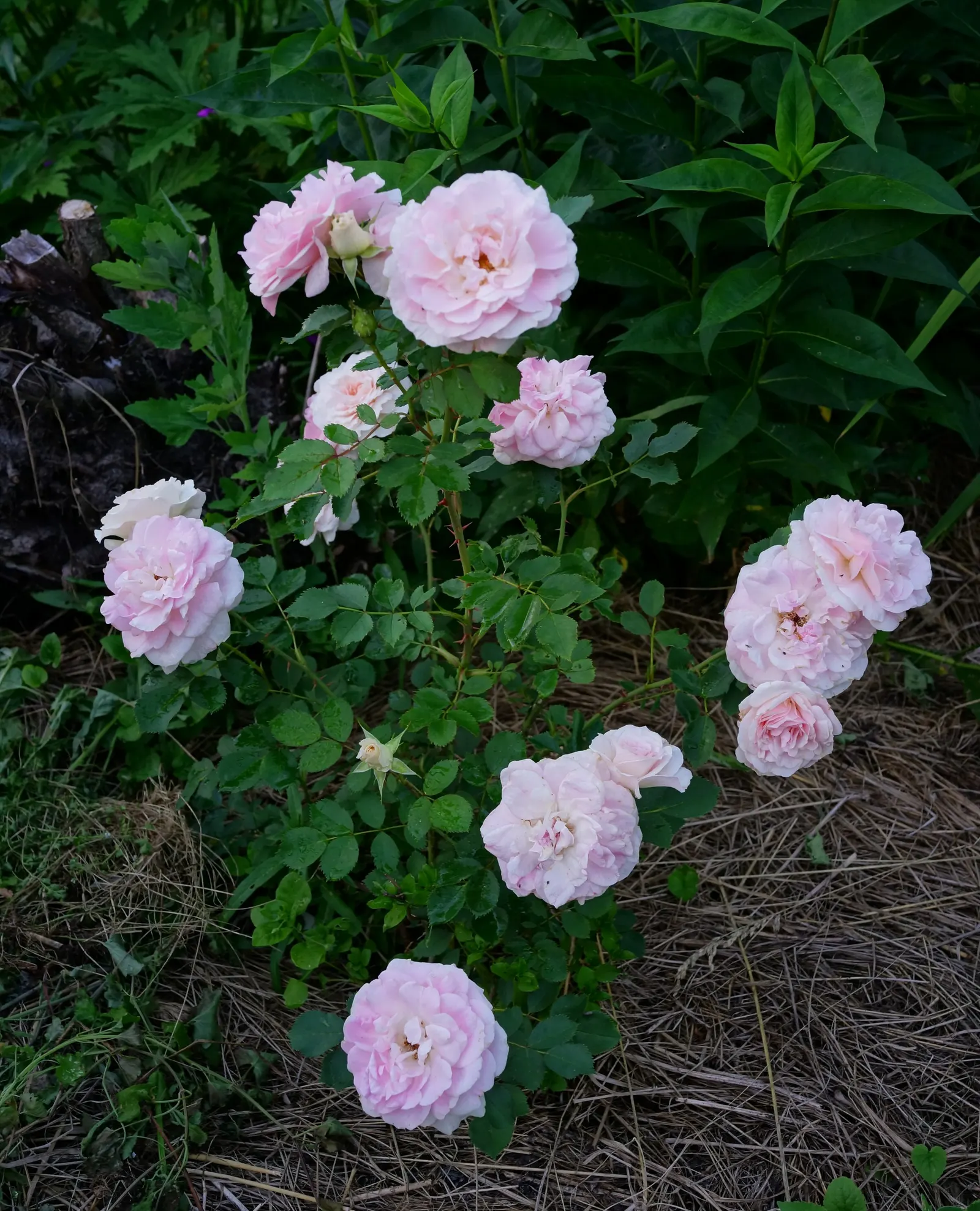 Morden Blush Rose (Rosa X 'Morden Blush') — Its compact size and repeat blooming make it a charming addition to any garden display
