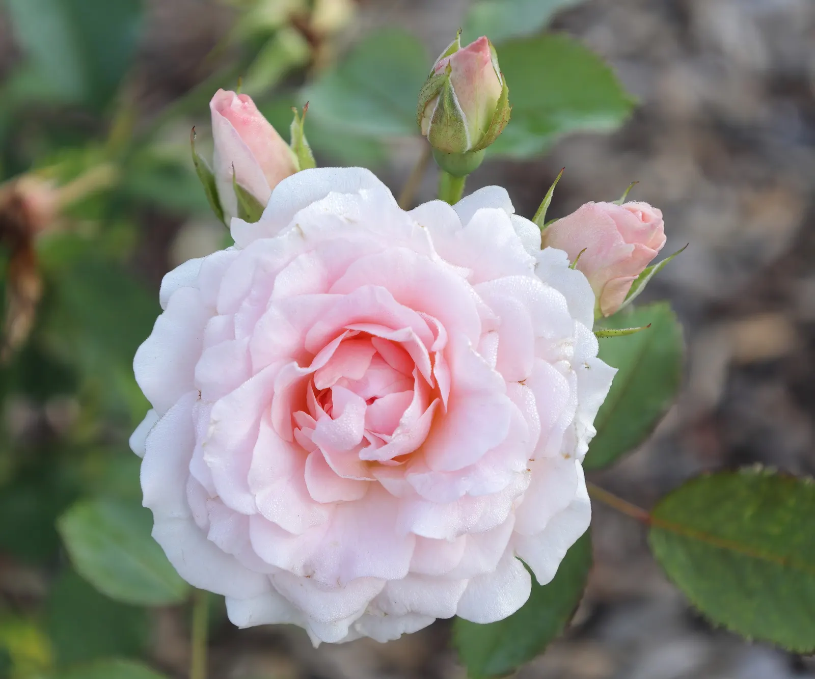 Morden Blush Rose (Rosa X 'Morden Blush') — The Rosa x 'Morden Blush' is a cold-hardy shrub rose with delicate pink blossoms and a light fragrance