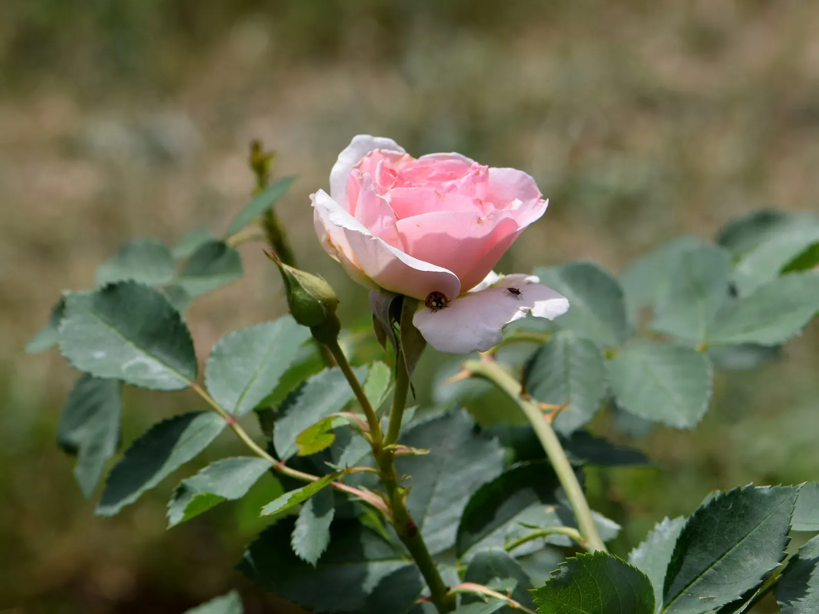 Morden Blush Rose (Rosa X 'Morden Blush') — Blooming from late spring to frost, it stands 2-3 feet tall and spreads up to 2 feet