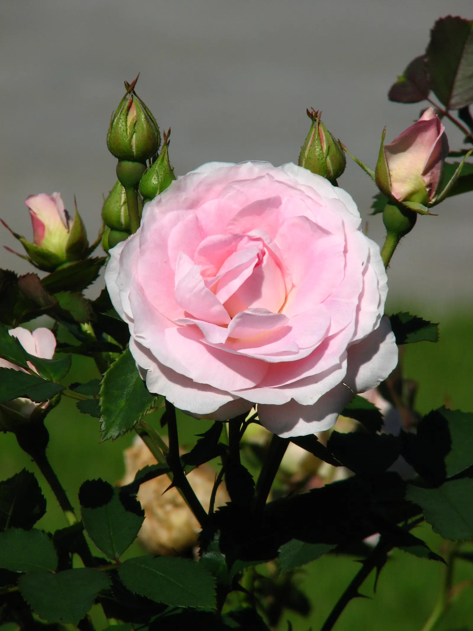 Morden Blush Rose (Rosa X 'Morden Blush') — celebrated for its abundant and delicate blooms