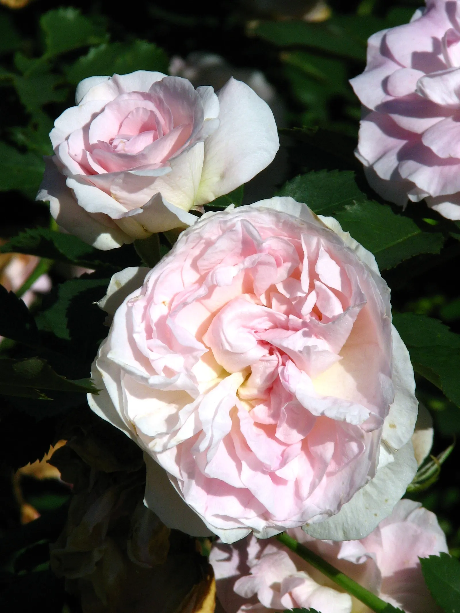 Morden Blush Rose (Rosa X 'Morden Blush') — The blossoms present a soft palette of light pink that fades to a near white at the edges