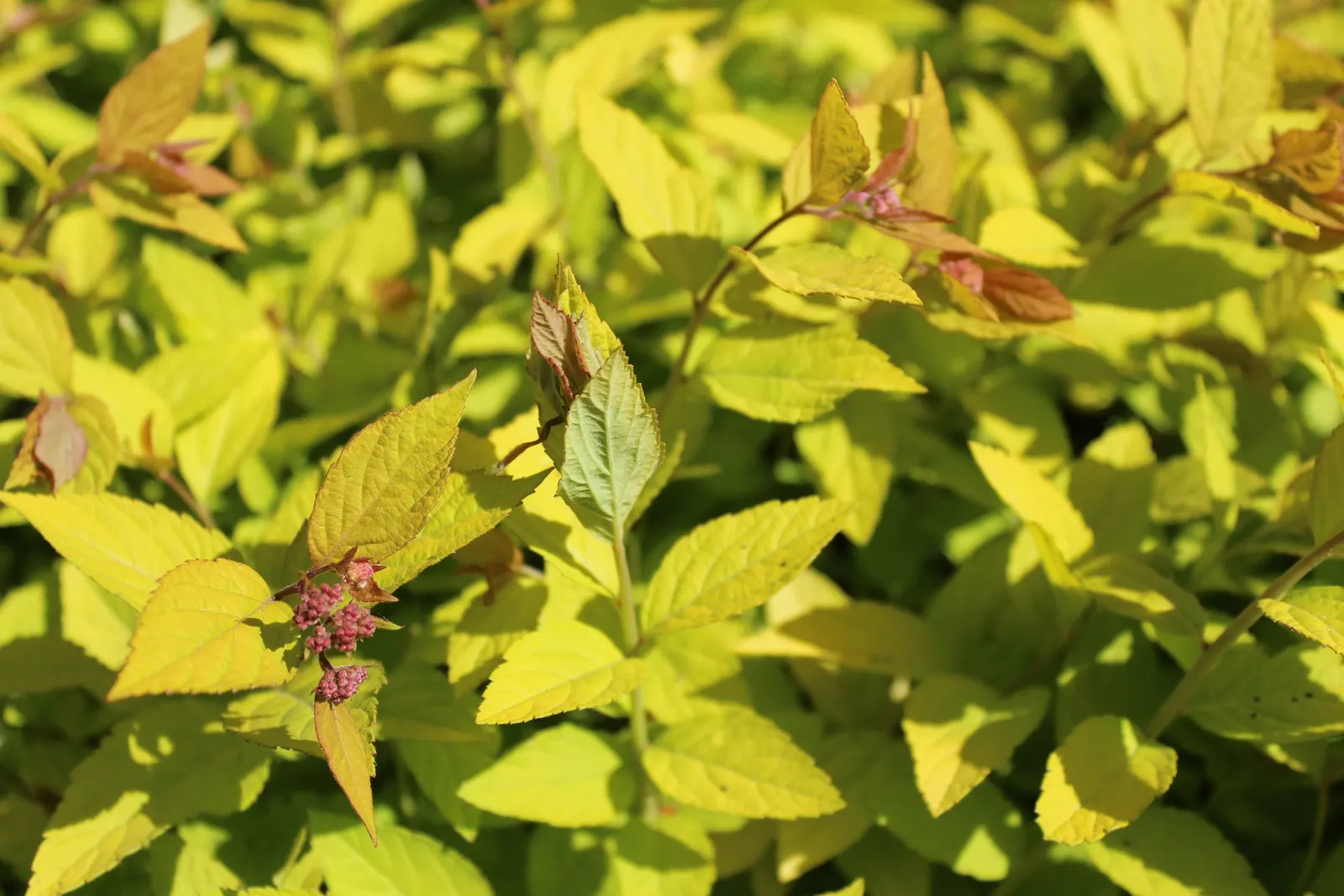 Little Princess Japanese Spirea (Spiraea Japonica 'Little Princess') — deciduous shrub typically attains a mature height of 2 to 3 feet with an equal spread