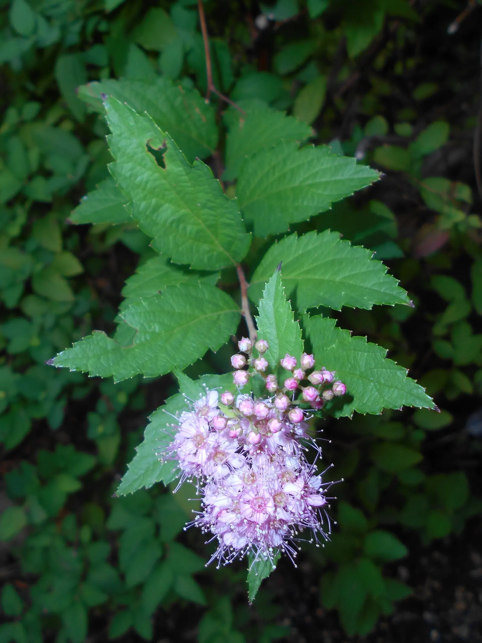 Little Princess Japanese Spirea (Spiraea Japonica 'Little Princess') — making it an ideal choice for borders