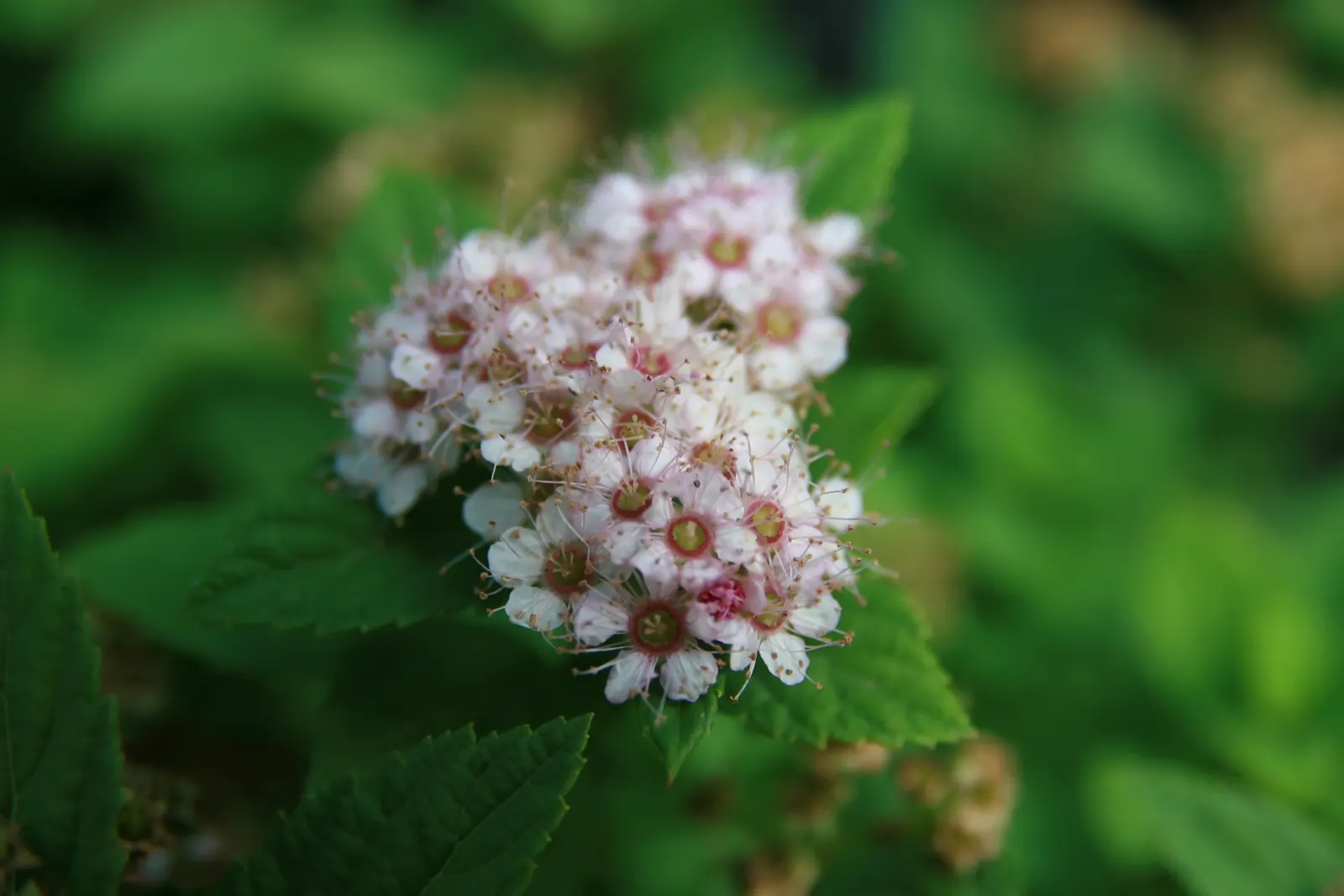 Little Princess Japanese Spirea (Spiraea Japonica 'Little Princess') — thriving in full sun to part shade in zones 4-8