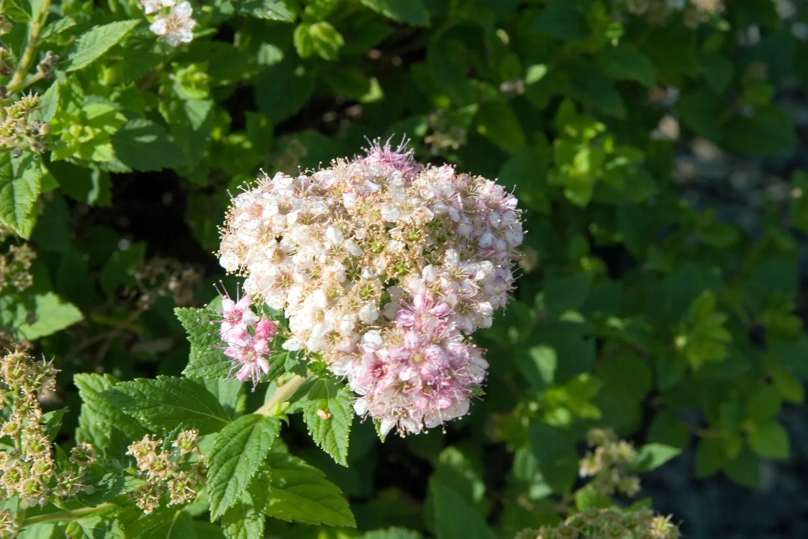 Little Princess Japanese Spirea (Spiraea Japonica 'Little Princess') — commonly referred to as Little Princess Japanese Spirea