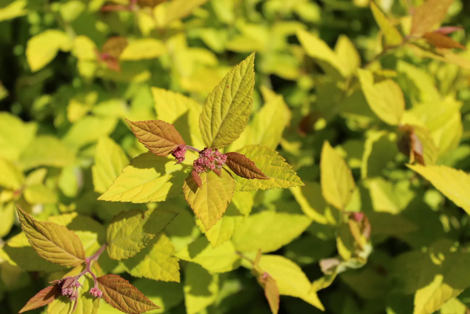 Little Princess Japanese Spirea (Spiraea Japonica 'Little Princess') — offers a vibrant and manageable addition to any landscape design