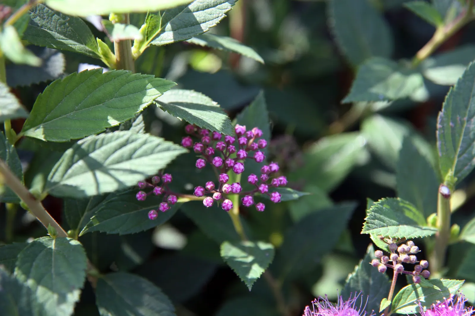 Little Princess Japanese Spirea (Spiraea Japonica 'Little Princess') — Incorporate for borders, foundation plantings, or as a mass ground cover