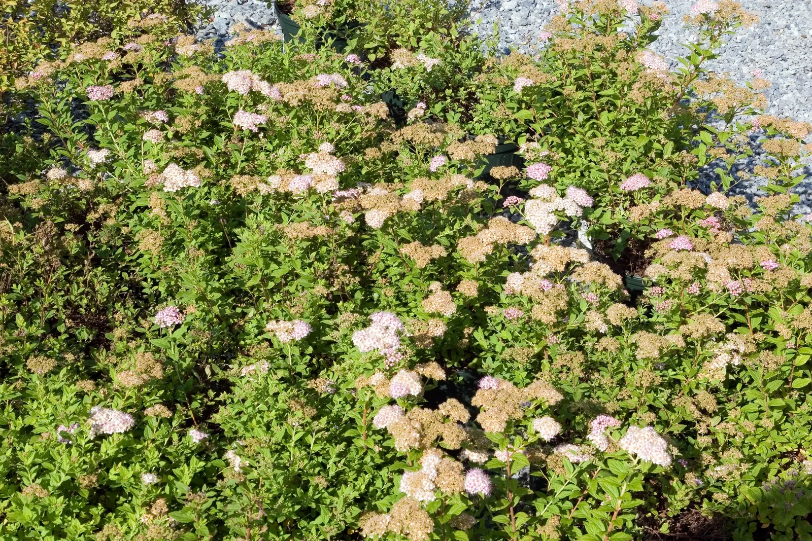 Little Princess Japanese Spirea (Spiraea Japonica 'Little Princess') — deciduous shrub featuring dainty clusters of pink flowers in summer