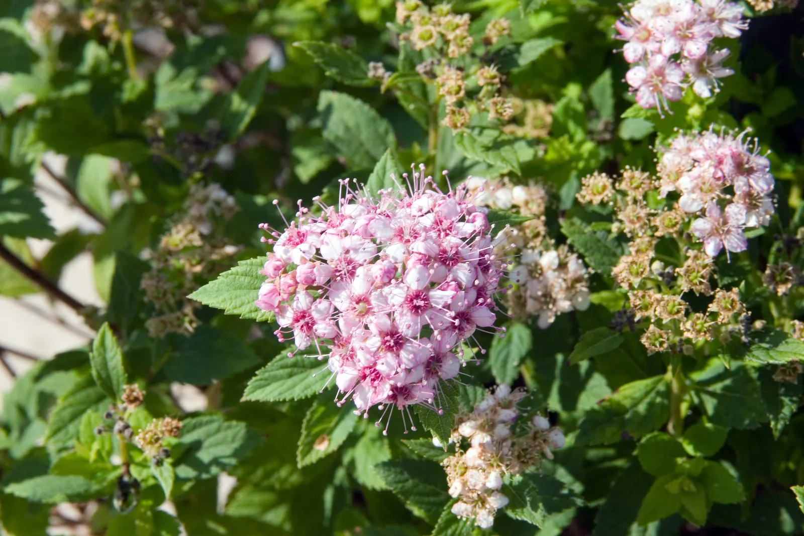 Little Princess Japanese Spirea (Spiraea Japonica 'Little Princess') — Prune lightly after flowering to encourage new blooms