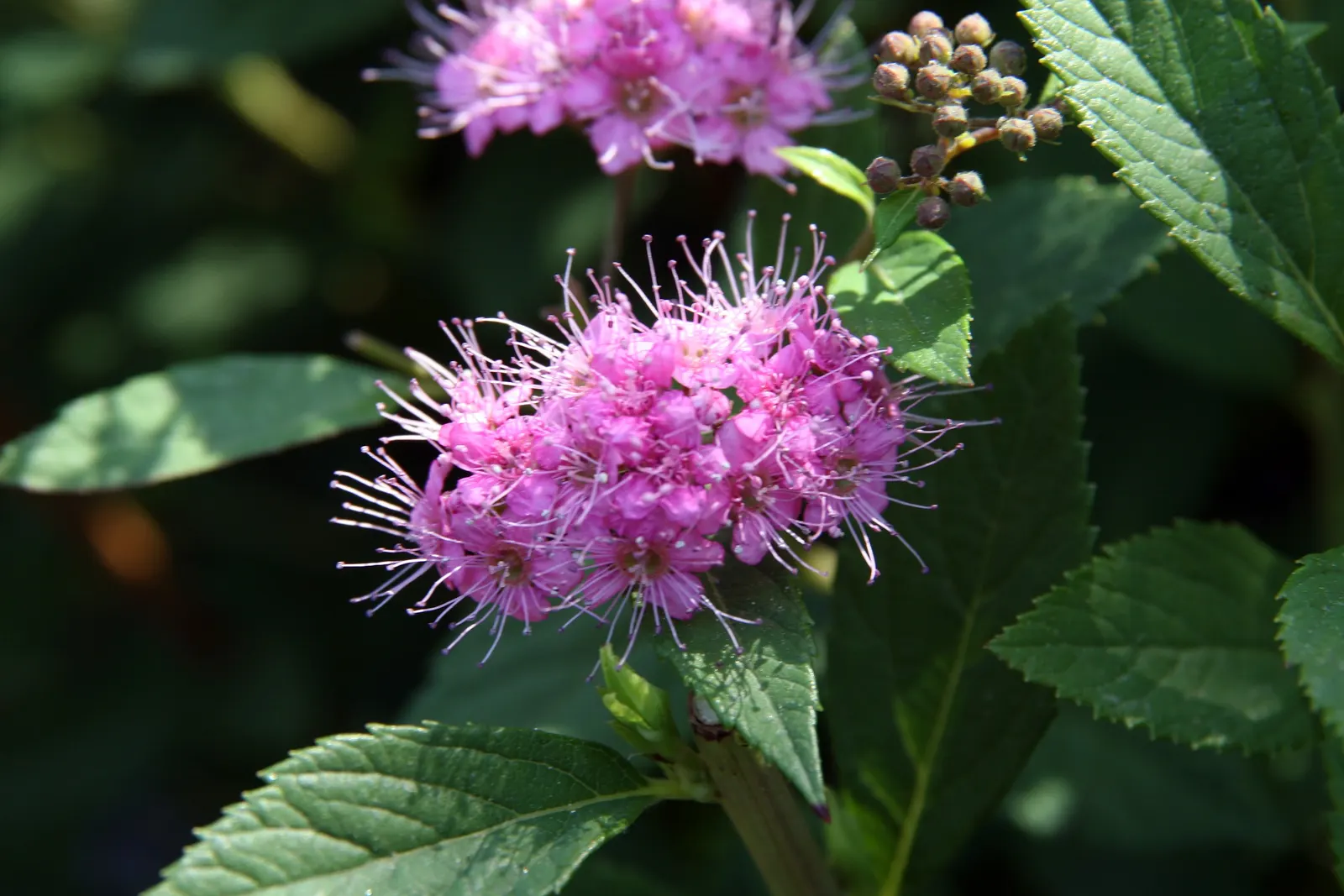 Little Princess Japanese Spirea (Spiraea Japonica 'Little Princess') — this low-maintenance spirea reaches 2-3 feet in height and width