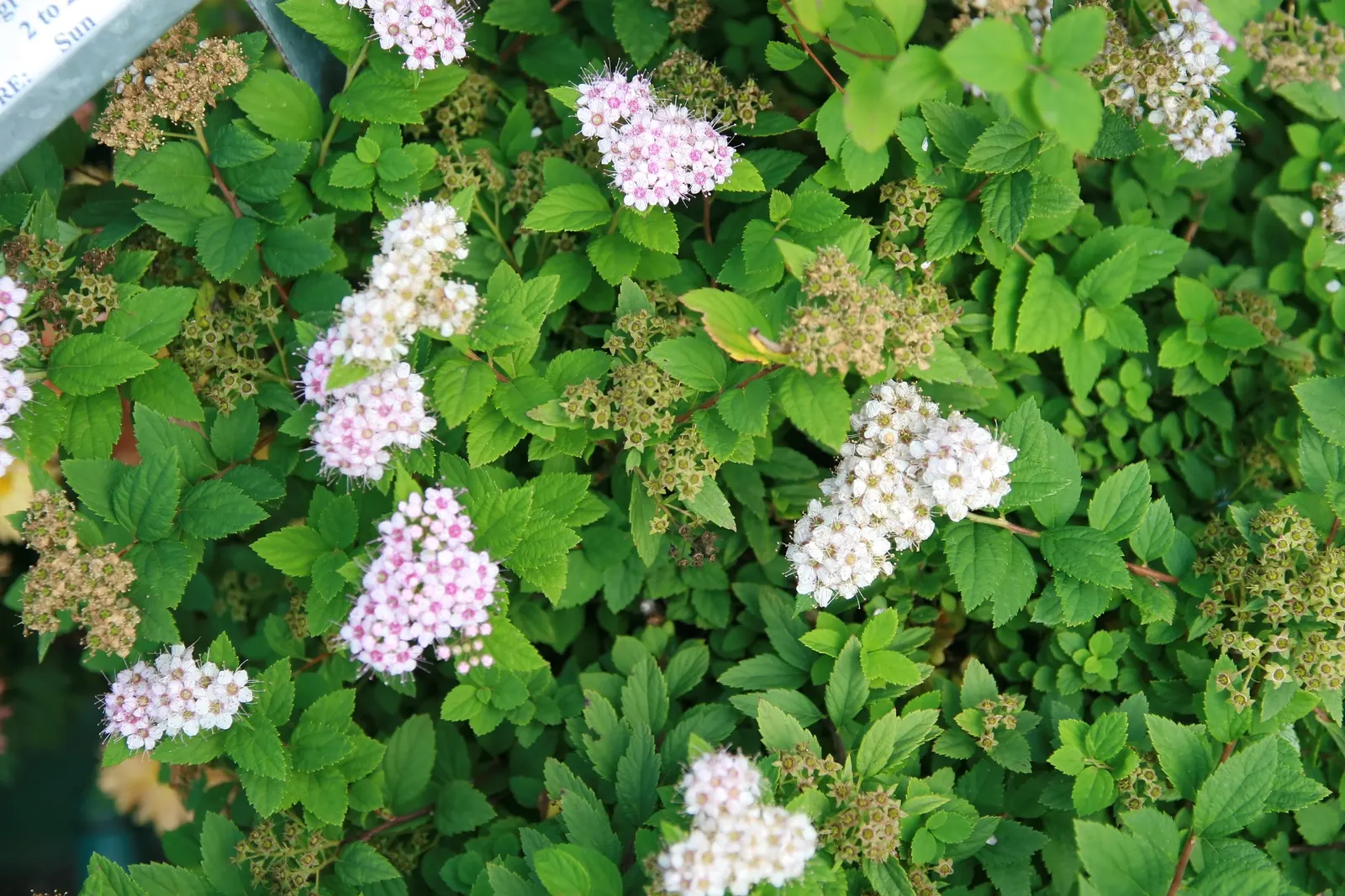 Little Princess Japanese Spirea (Spiraea Japonica 'Little Princess') — Its mint-green foliage transitions to an attractive bronze in fall