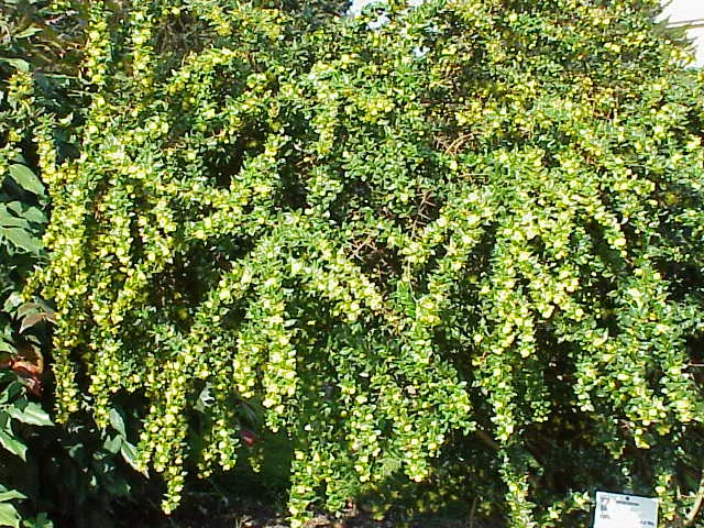 Warty Barberry (Berberis Verruculosa) — Berberis verruculosa, or Warty Barberry, is an evergreen shrub reaching up to 3 feet in height and spread