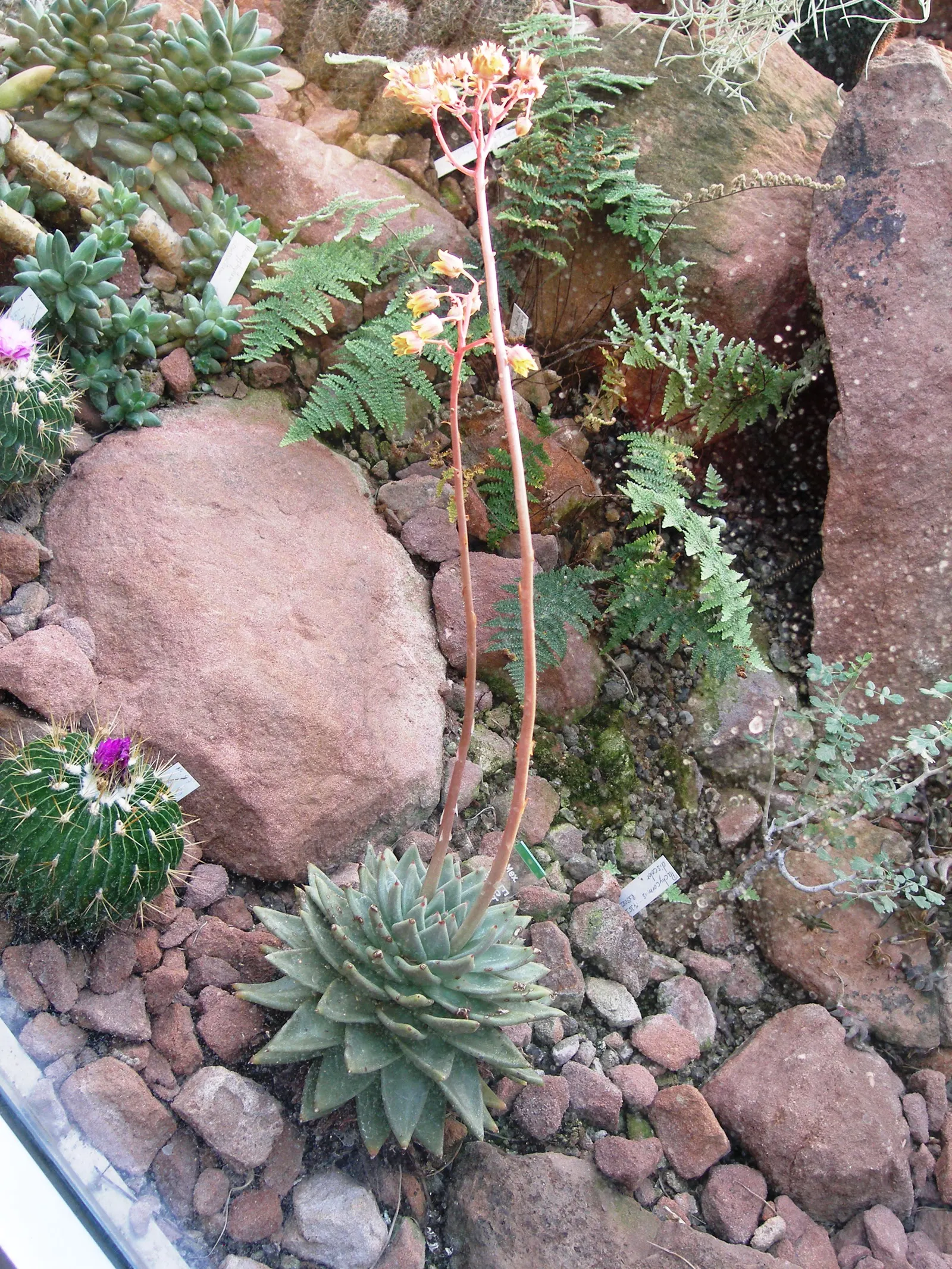 Carpet Echeveria (Echeveria Agavoides) — commonly referred to as Carpet Echeveria; preferring well-drained soil and a sunny to partial shade location