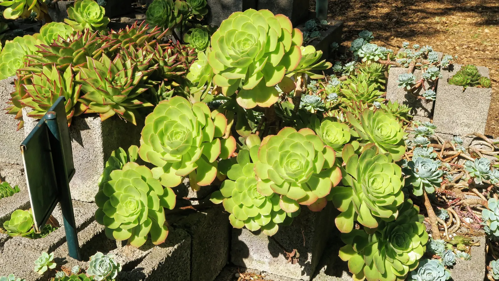 Carpet Echeveria (Echeveria Agavoides) — preferring well-drained soil and a sunny to partial shade location; commonly referred to as Carpet Echeveria