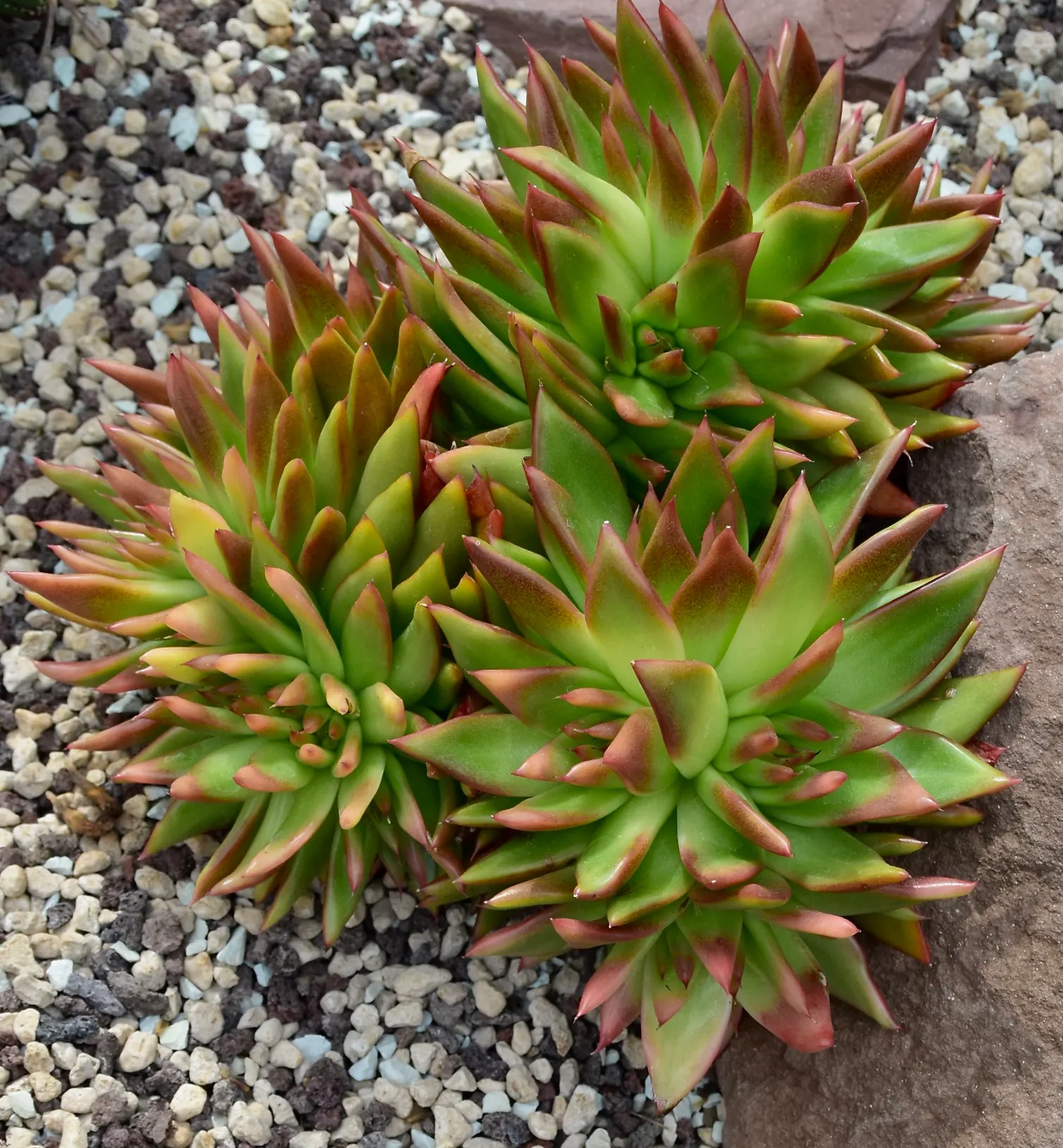 Carpet Echeveria (Echeveria Agavoides) — pointed leaves that emulate the shape of an agave