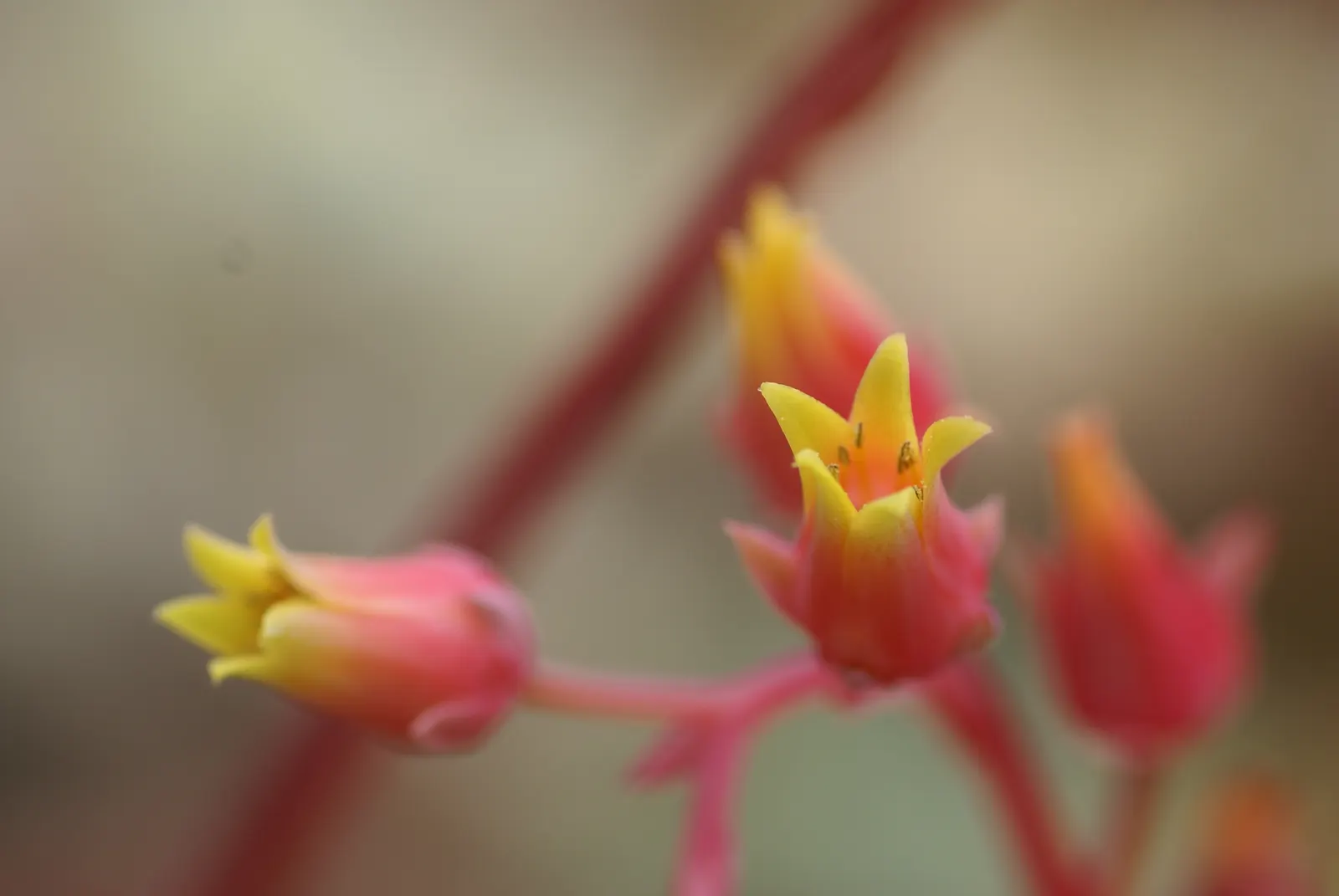 Carpet Echeveria (Echeveria Agavoides) — is a succulent forming rosettes up to 8 inches in diameter with pointed apple-green leaves